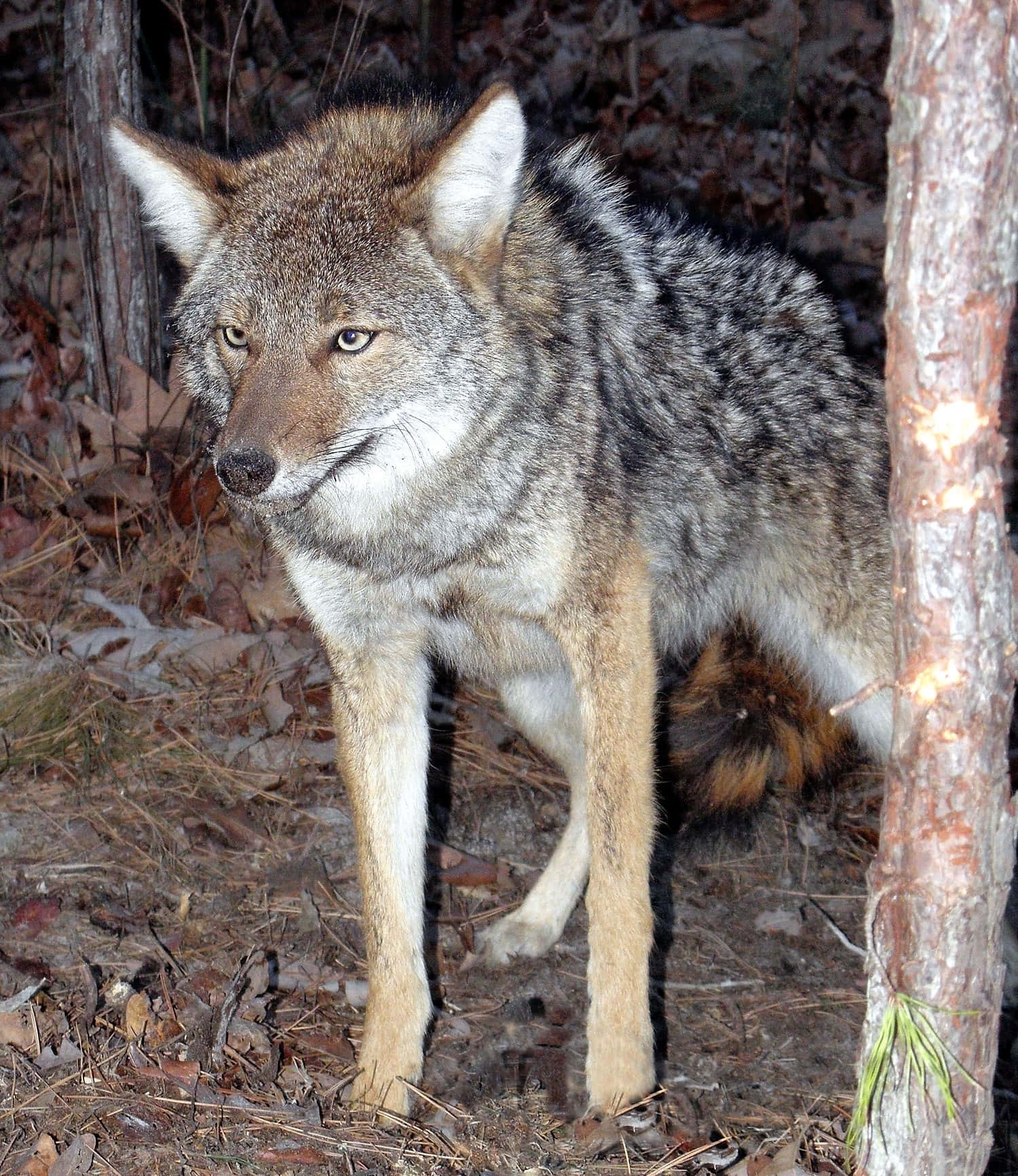 Coyote 桌布 壁紙 — 一隻郊狼在夜間的森林中警覺地站立，眼睛發光，皮毛被相機閃光燈照亮。