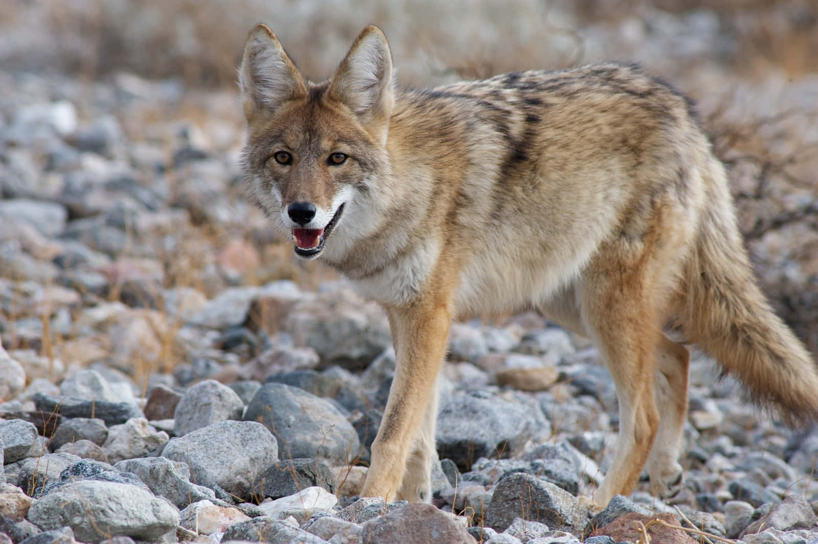 Coyote 桌布 壁紙 — 一隻郊狼在明亮的日光下，站在長滿乾草的岩石地形上保持警覺。
