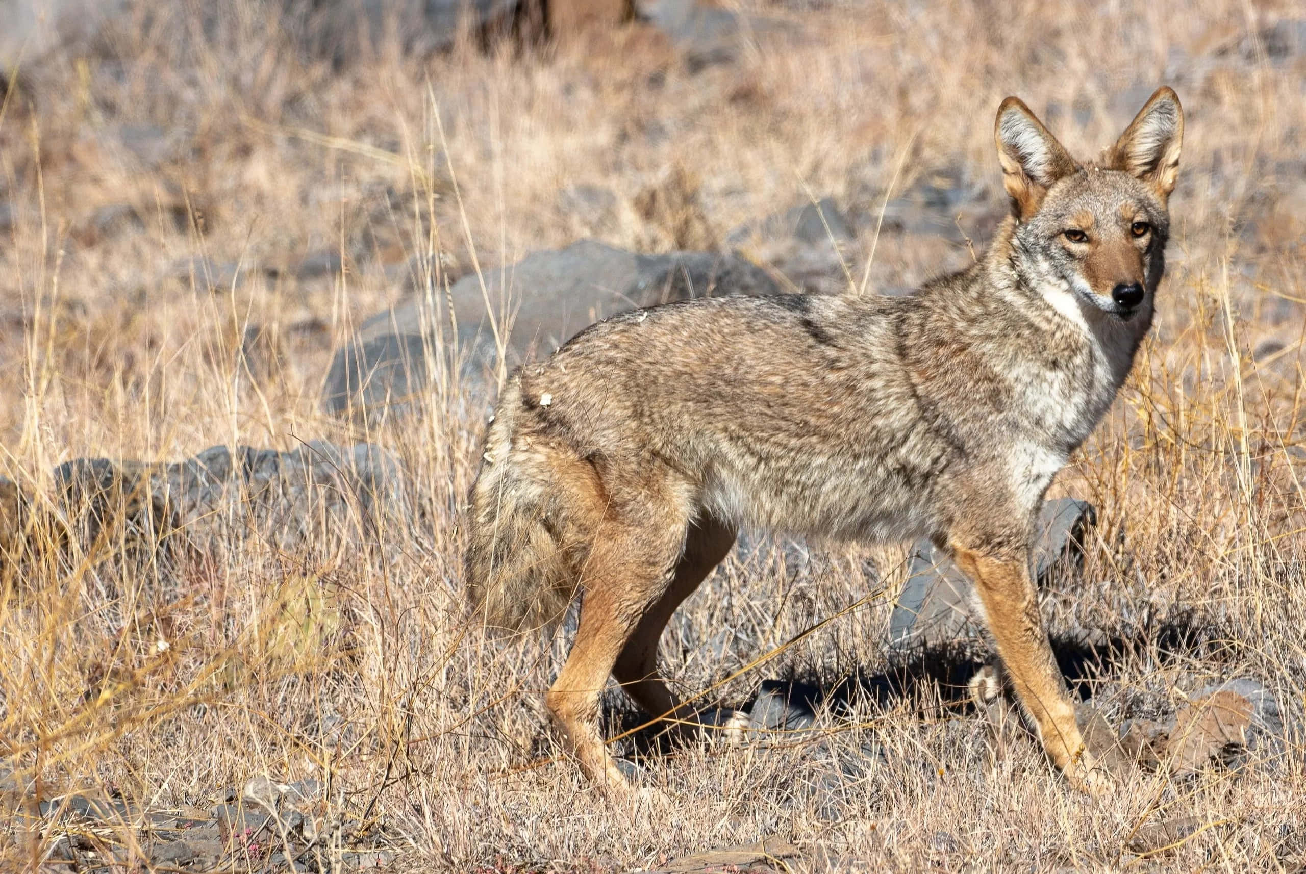Coyote 桌布 壁紙 — 一隻郊狼在明亮的陽光下，於乾草和岩石間警覺地站立。