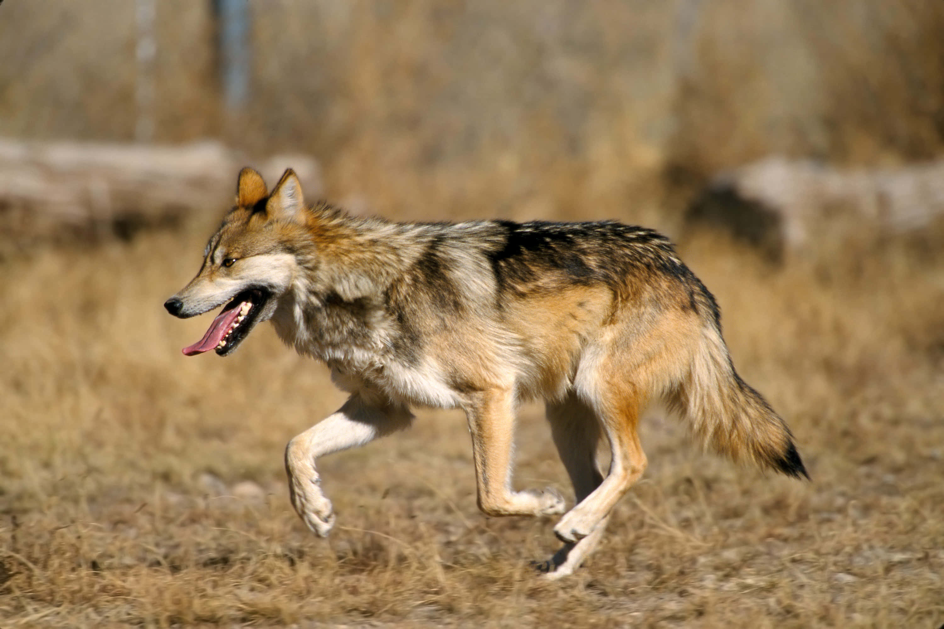 Mexican Wolf 桌布 壁紙 — 一隻郊狼在明亮的陽光下張開嘴巴伸出舌頭跑過乾草。