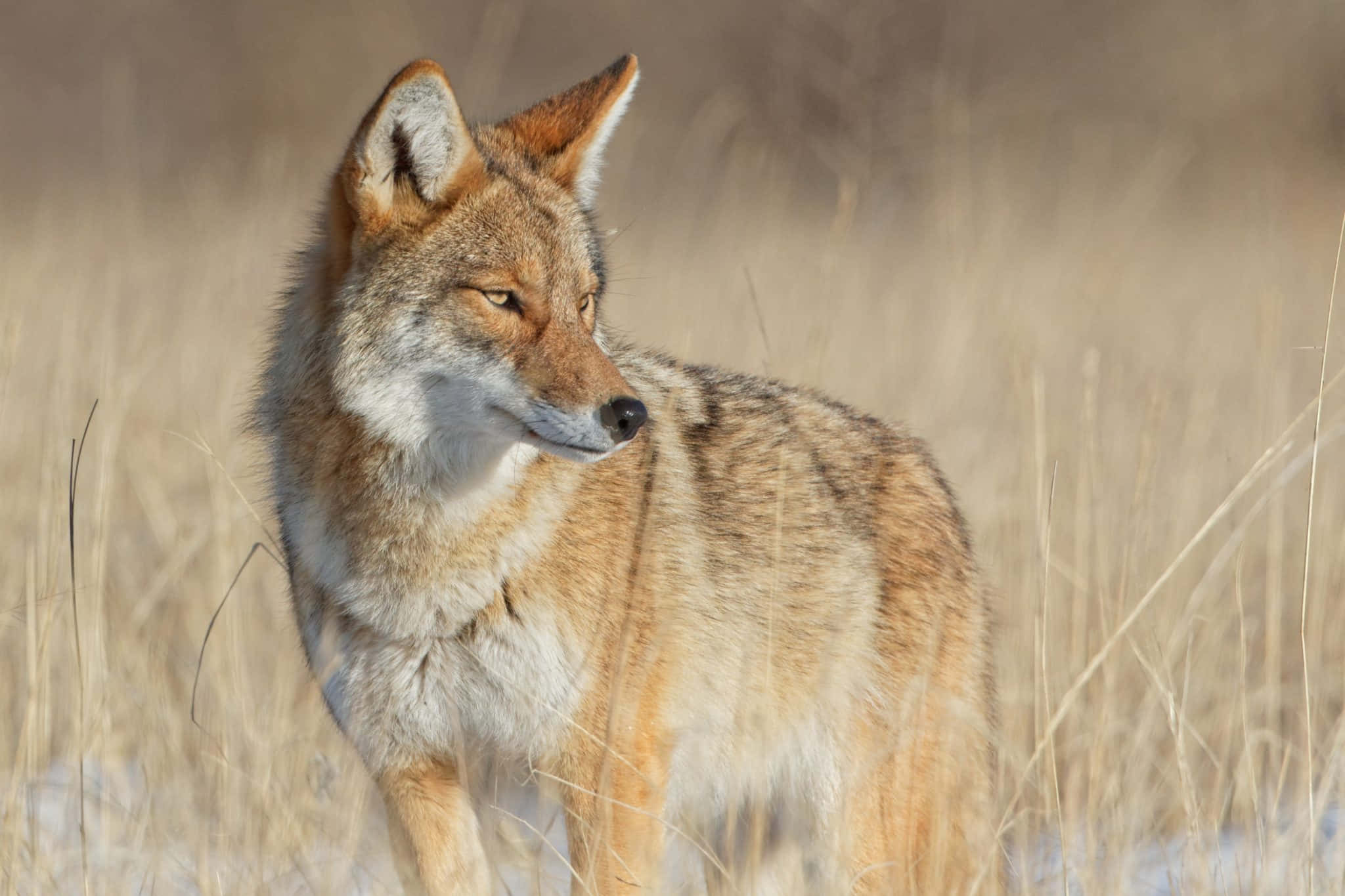 Coyote 桌布 壁紙 — 一隻郊狼在明亮的陽光下警覺地站在高高的金色草叢中，底部可見雪斑。