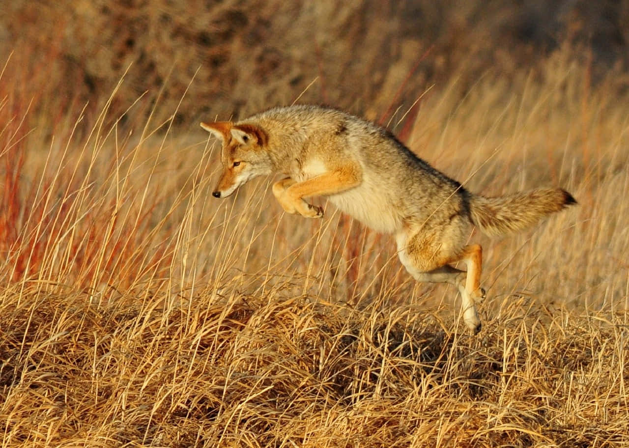 Coyote 桌布 壁紙 — 一隻郊狼在溫暖陽光照耀的金色草地上優雅地跳躍，正值寧靜的秋日下午。