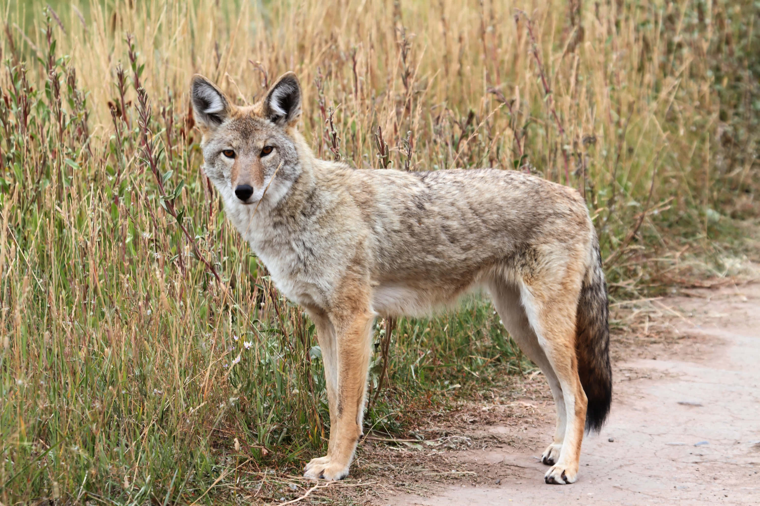 Coyote 桌布 壁紙 — 一隻郊狼在自然環境中，站在一條泥土小徑旁高高的金色草叢中，保持警覺。