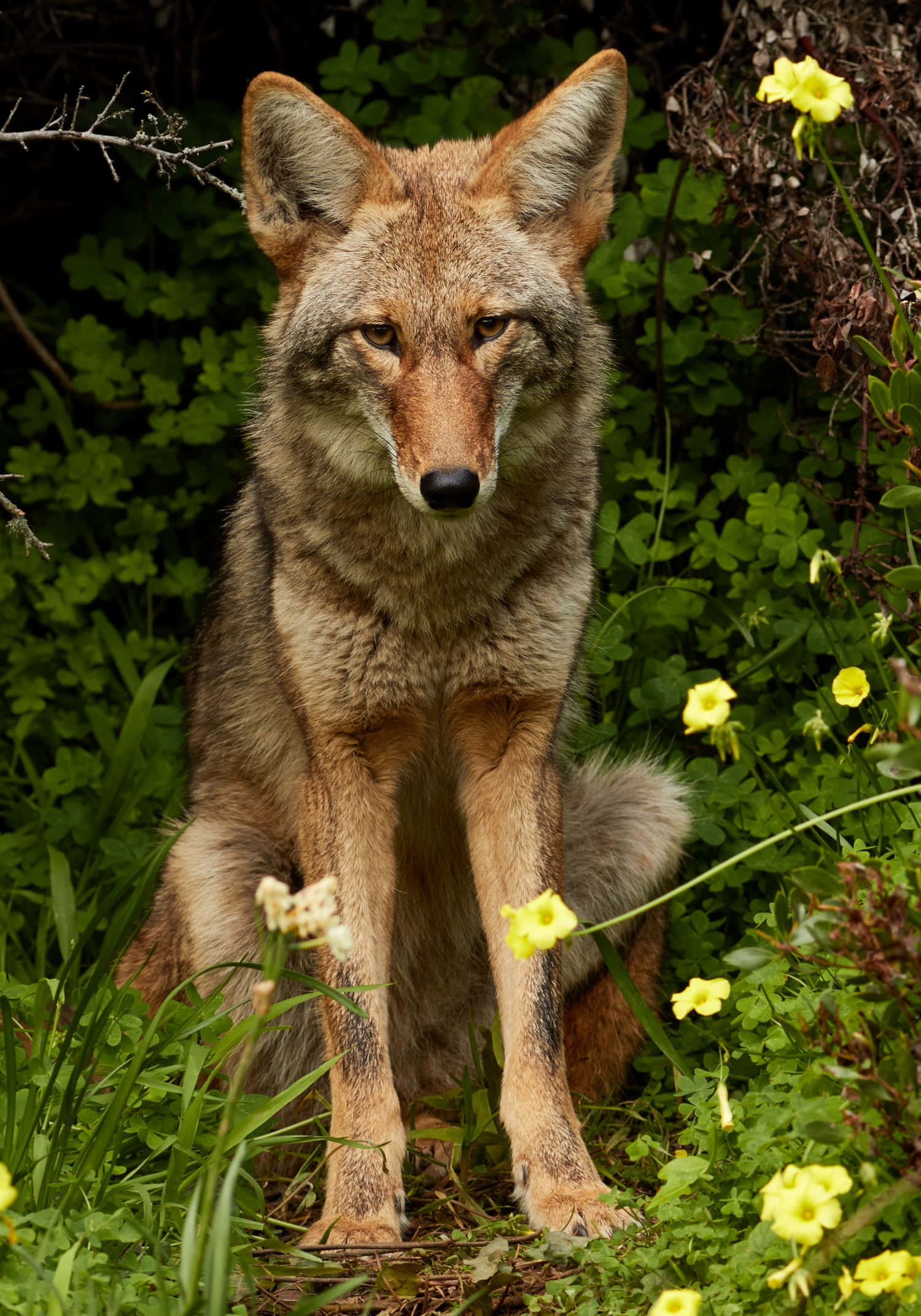 Coyote 桌布 壁紙 — 一隻郊狼在陽光明媚的自然環境中，警覺地坐在茂密的綠色樹葉和鮮黃色的花朵之間。