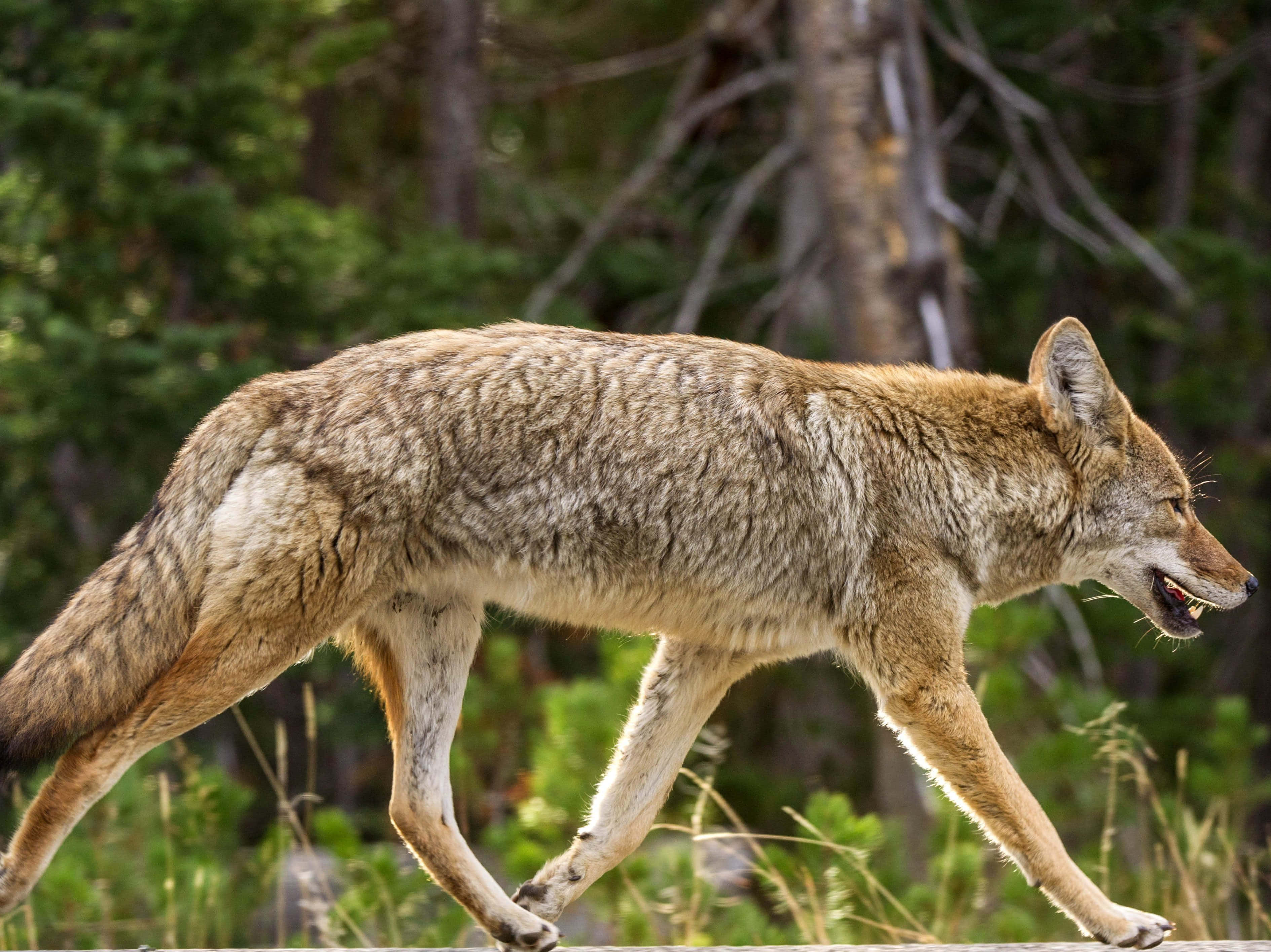 Coyote 桌布 壁紙 — 一隻郊狼自信地走過陽光普照的森林，背景是模糊的綠色樹木。