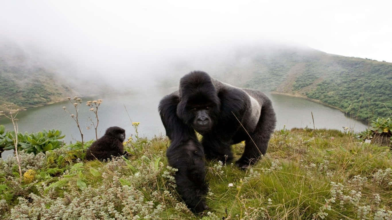 一隻野生 gorilla 在樹林中凝視周圍 壁紙 — 一隻大銀背大猩猩和一隻猩猩寶寶站在霧氣瀰漫的草脊上，俯瞰寧靜的火山口湖。