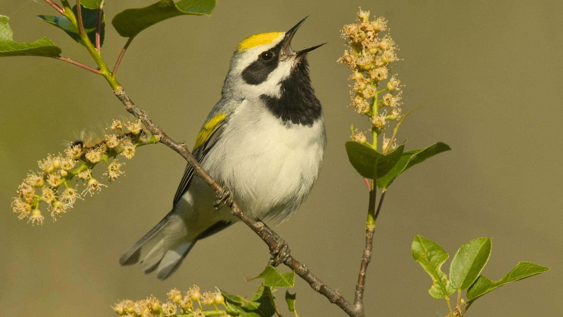 Birds Chirping 桌布 壁紙 — 一隻金冠鶯棲息在樹枝上，在嬌嫩的花朵和新鮮的綠葉間歌唱。