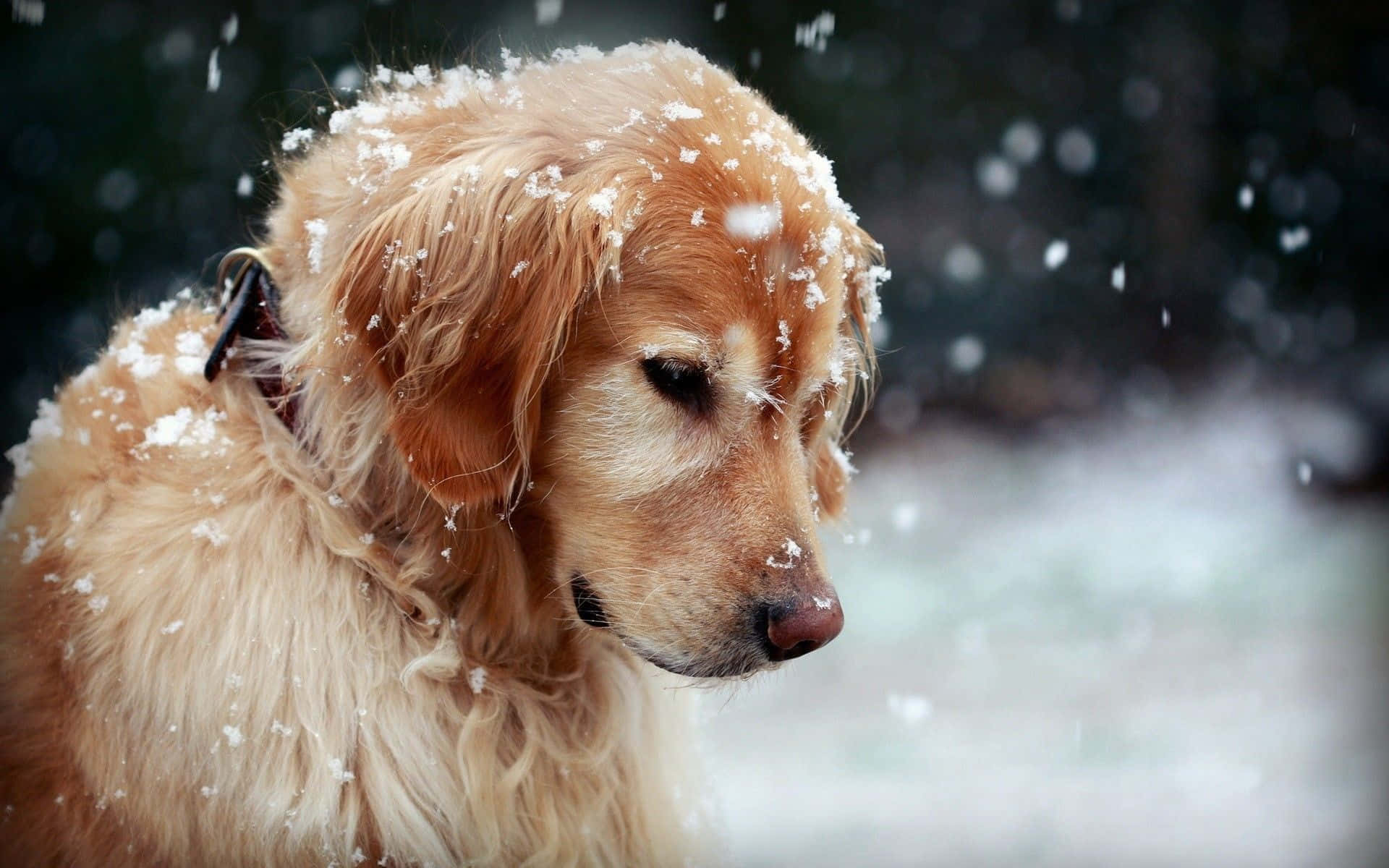 Winter Animal 桌布 壁紙 — 一隻金毛尋回犬，毛上沾有雪花，在雪白的冬日場景中平靜地凝視。