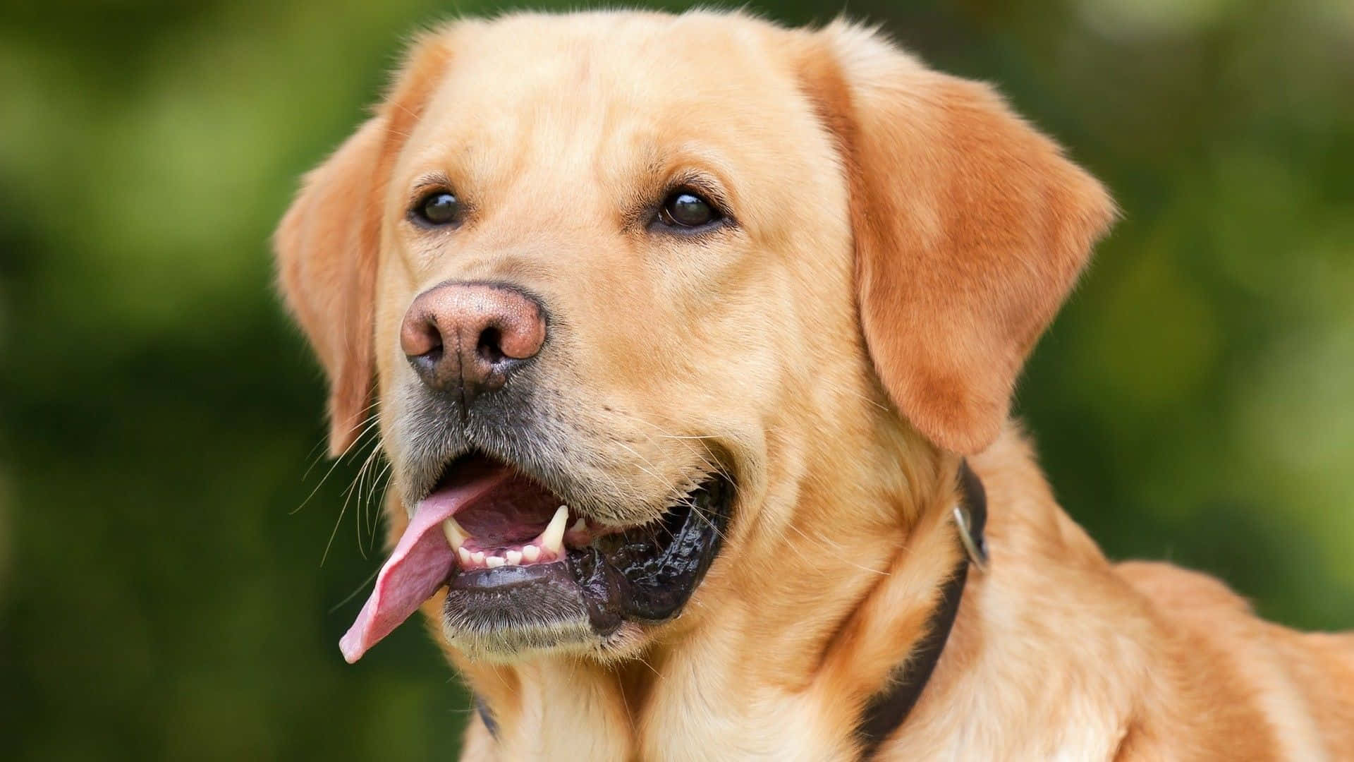 Yellow Labrador 桌布 壁紙 — 一隻金毛尋回犬，表情開心，伸出舌頭，背景是柔和的綠色模糊背景。