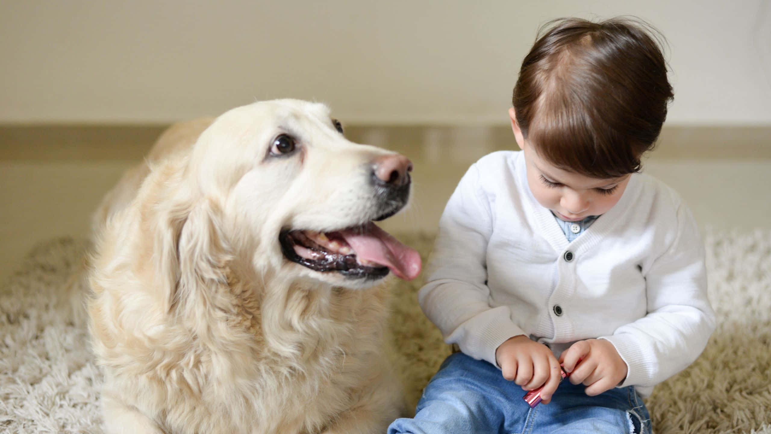 pets 桌布 壁紙 — 一隻金毛尋回犬冷靜地坐在一個穿著白色開襟毛衣的幼兒旁邊，在室內的一張毛絨地毯上。