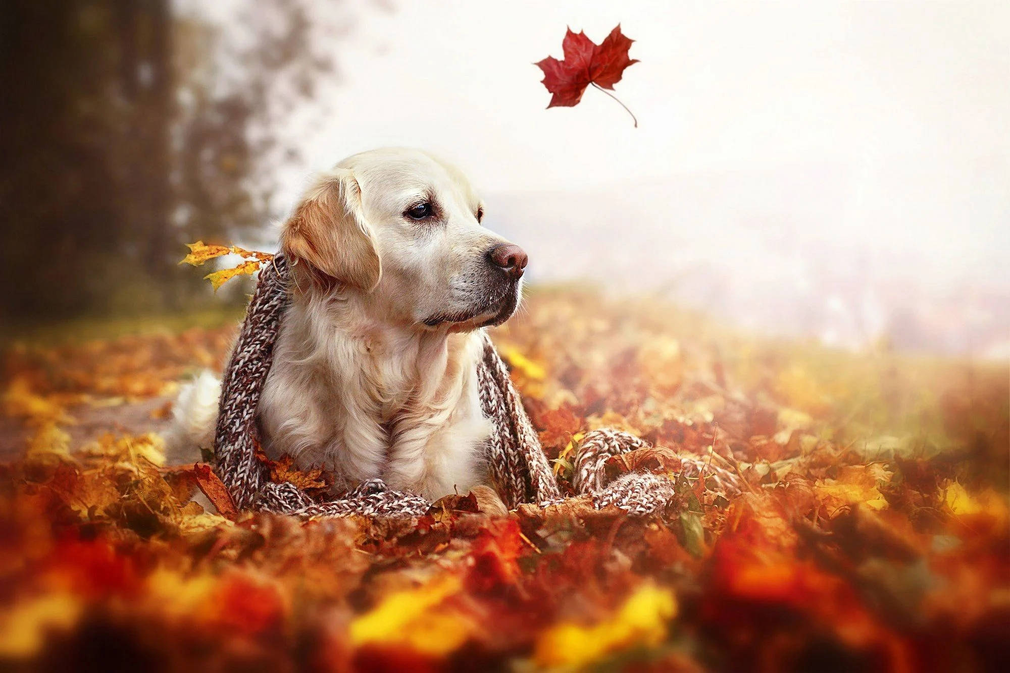 Fall Season 桌布 壁紙 — 一隻金毛尋回犬包裹在舒適的針織圍巾中，在柔和的金色光線下，在鮮豔的秋葉中平靜地休息。