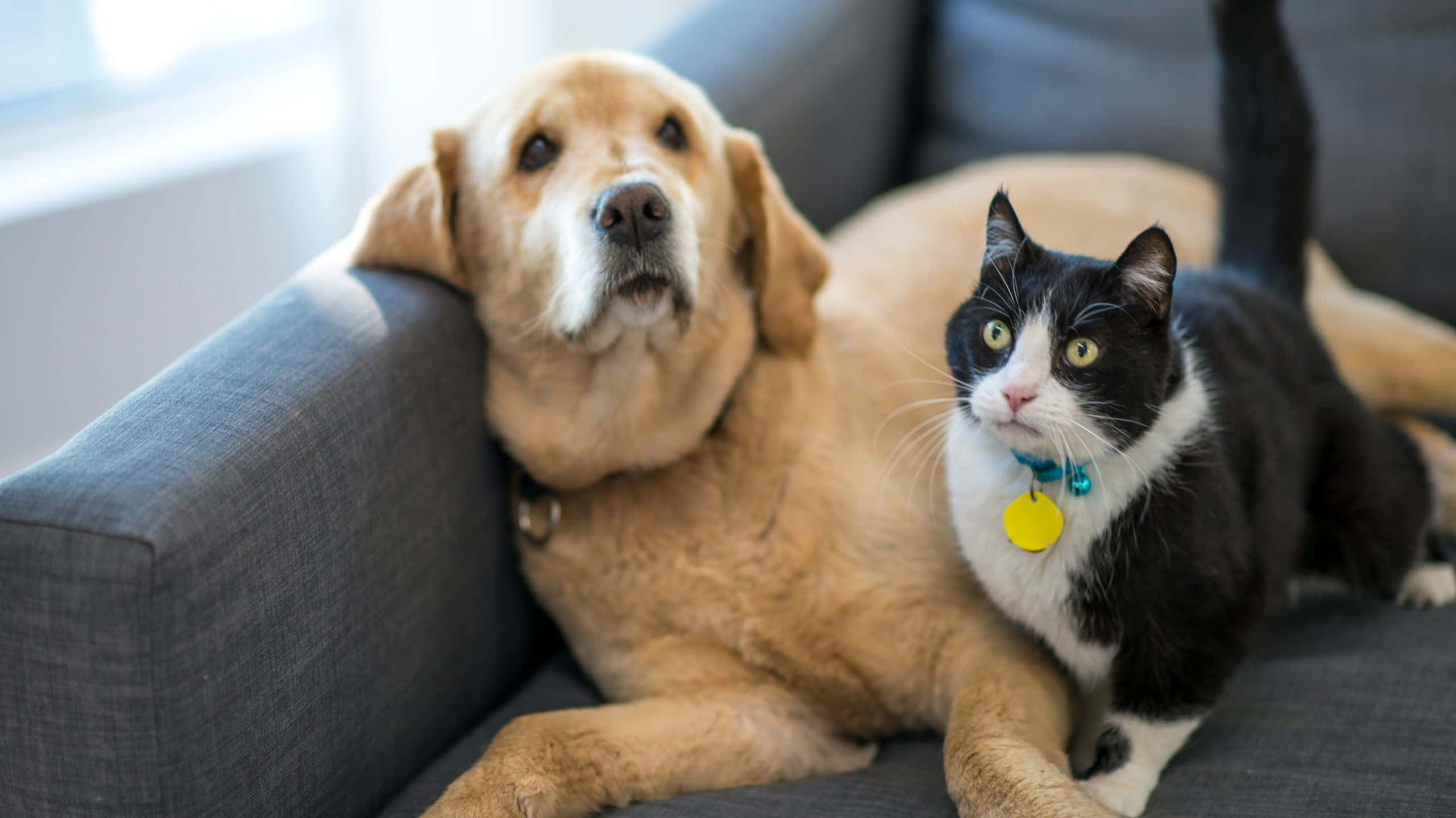 pets 桌布 壁紙 — 一隻金毛尋回犬和一隻黑白貓在柔和的自然光下一起躺在灰色沙發上休息。
