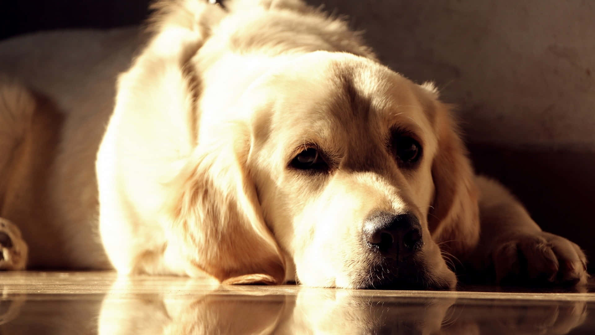 Yellow Labrador 桌布 壁紙 — 一隻金毛尋回犬將頭靠在反射地板上，地板沐浴在窗戶照射進來的溫暖金色光線中。
