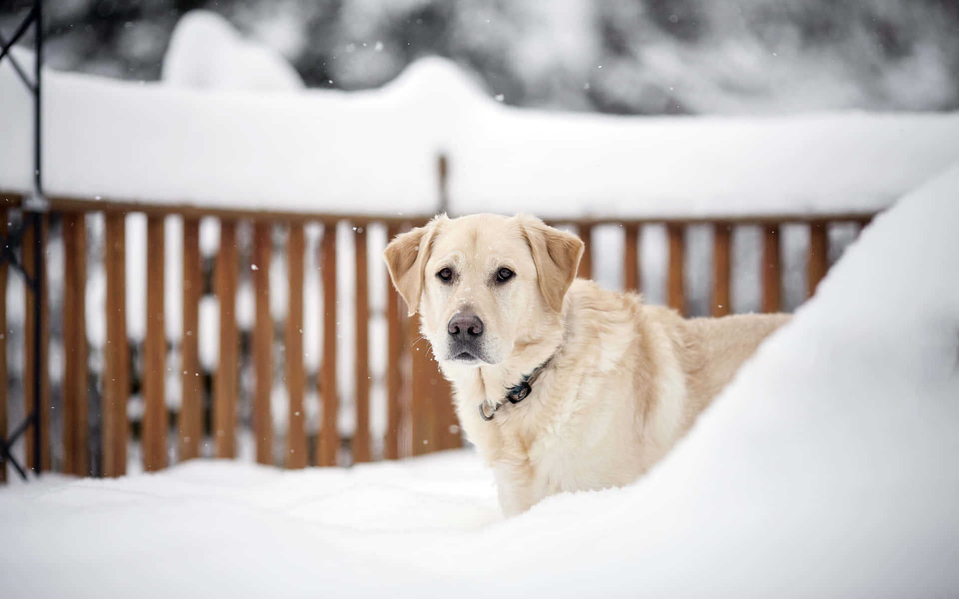 Yellow Labrador 桌布 壁紙 — 一隻金毛尋回犬平靜地坐在深雪中，旁邊是木柵欄，溫柔的雪花在牠周圍飄落。