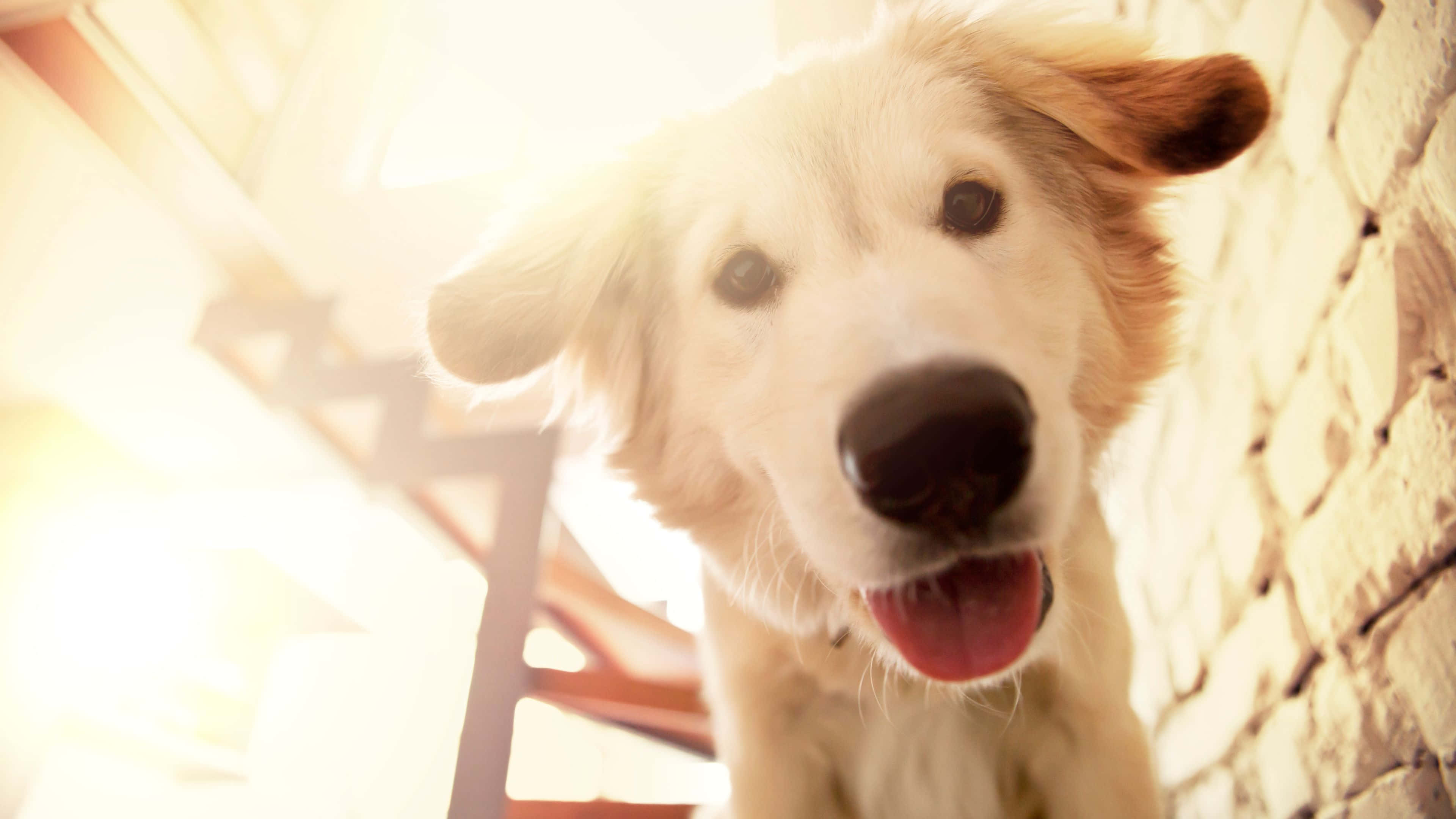 cute dogs 桌布 壁紙 — 一隻金毛尋回犬幼犬喺陽光普照嘅磚牆同樓梯前面，開心咁張開嘴向下望。