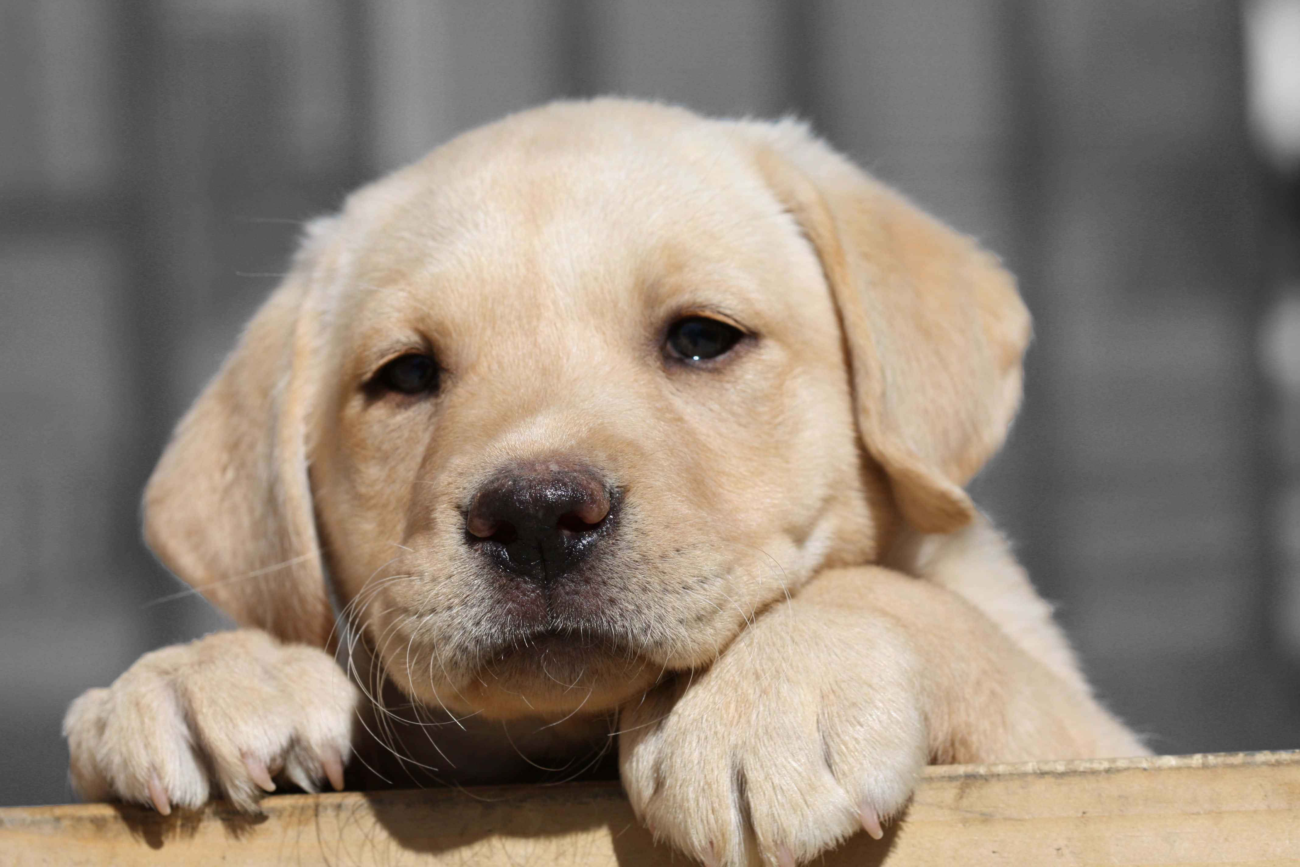 Yellow Labrador 桌布 壁紙 — 一隻金毛尋回犬幼犬將爪子放在木質邊緣上，背景柔和模糊。