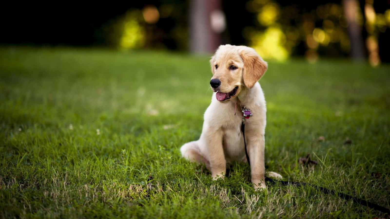 Yellow Labrador 桌布 壁紙 — 一隻金毛尋回犬幼犬快樂地坐在鮮綠色的草地上，背景是模糊的森林。