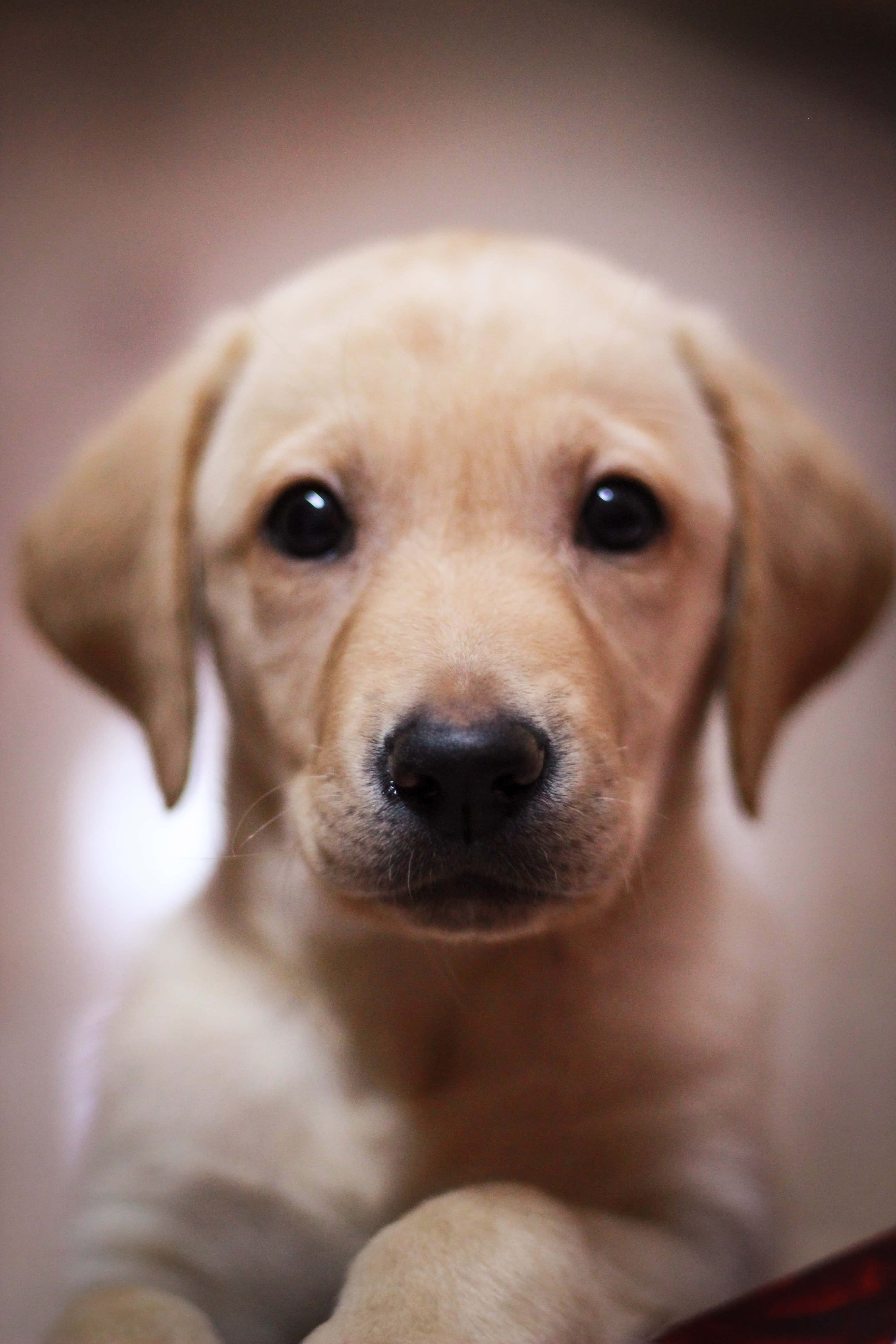 Puppy Dog 桌布 壁紙 — 一隻金毛尋回犬幼犬的大特寫，有著大大的深色眼睛，直視鏡頭。
