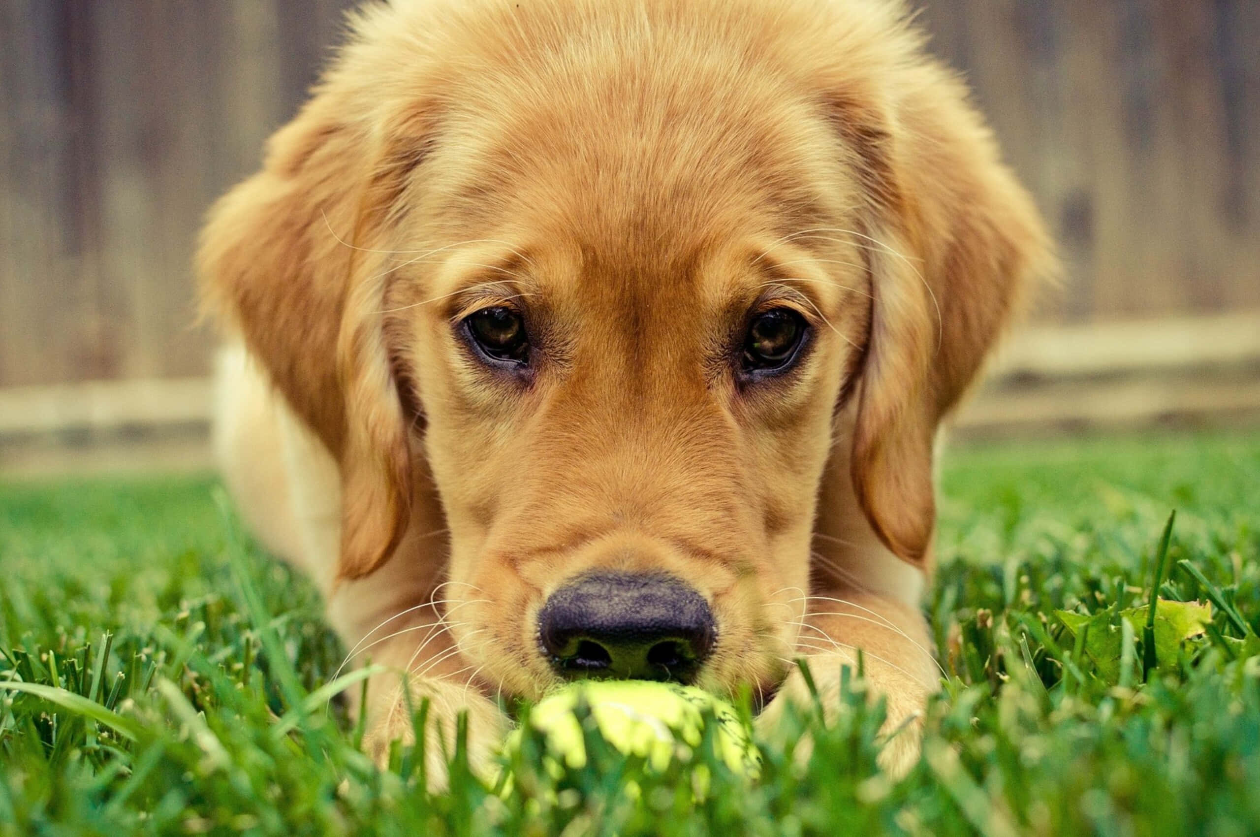 cute dogs 桌布 壁紙 — 一隻金毛尋回犬幼犬躺在鮮綠色的草地上，用爪子抱著一個黃色網球。