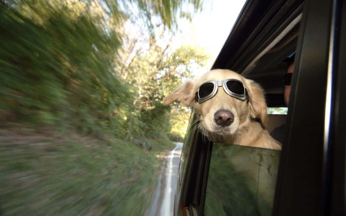 Dog Memes 桌布 壁紙 — 一隻金毛尋回犬戴着飛行員太陽眼鏡，在陽光普照的車程中，將頭伸出車窗外，樹木模糊地掠過。