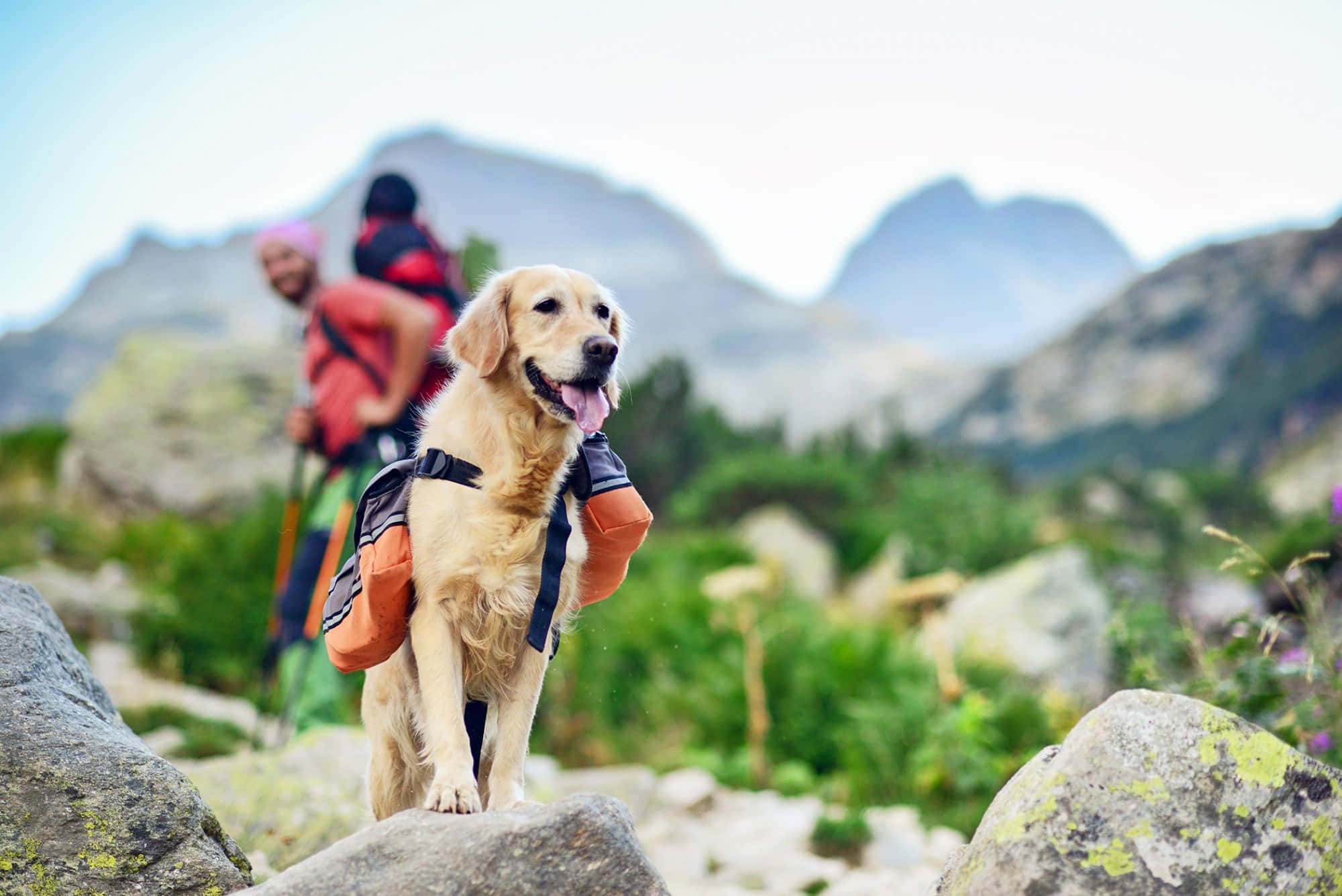 Hiking 桌布 壁紙 — 一隻金毛尋回犬揹著遠足背包，自豪地站在岩石山徑上，背景有遠足者。