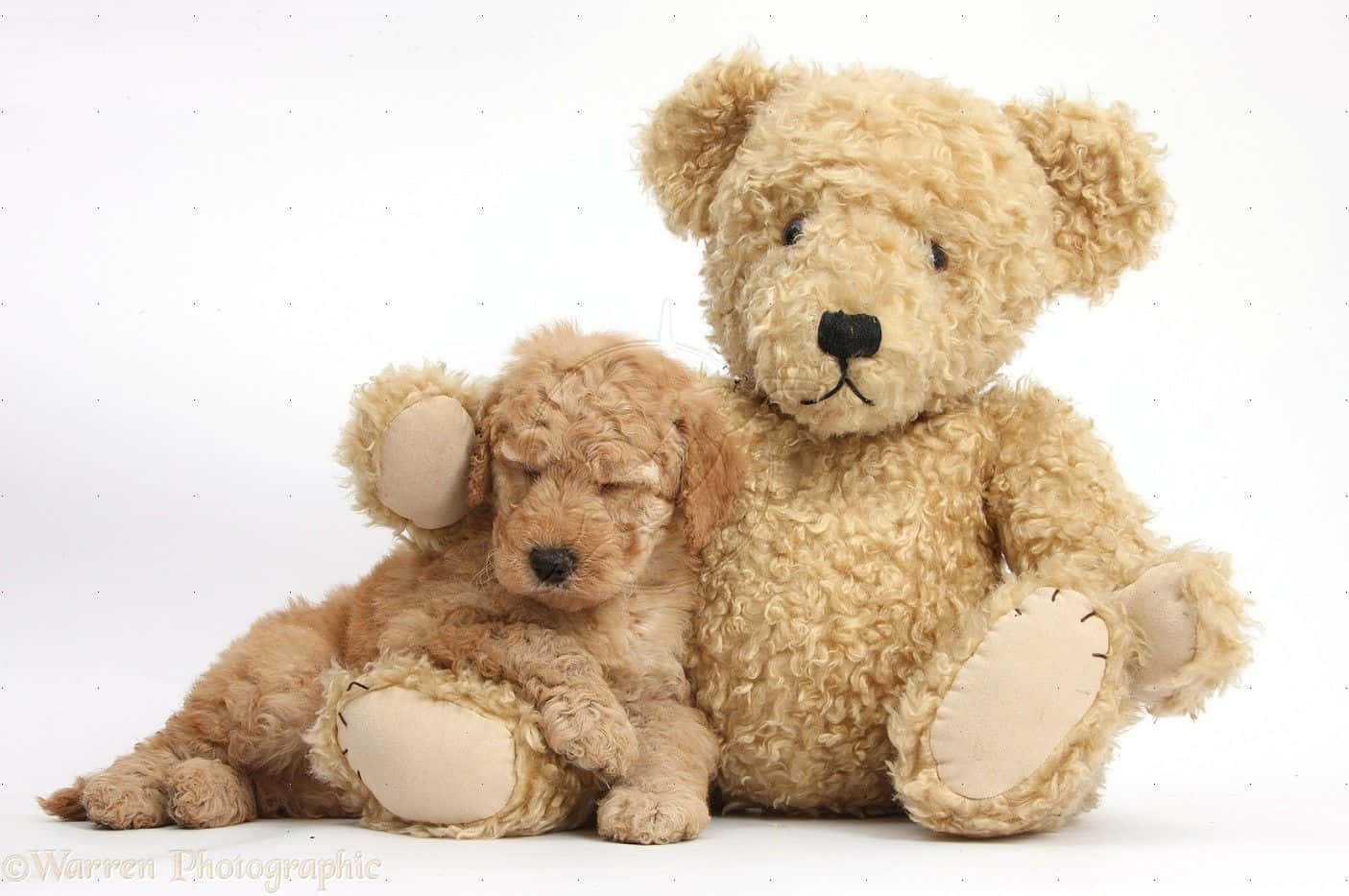 一隻金毛尋回犬與贵宾犬混種犬穿著可愛服裝 壁紙 — 一隻毛茸茸的金色小狗在白色背景上，依偎著一隻大嘅米色泰迪熊，安詳咁瞓覺。