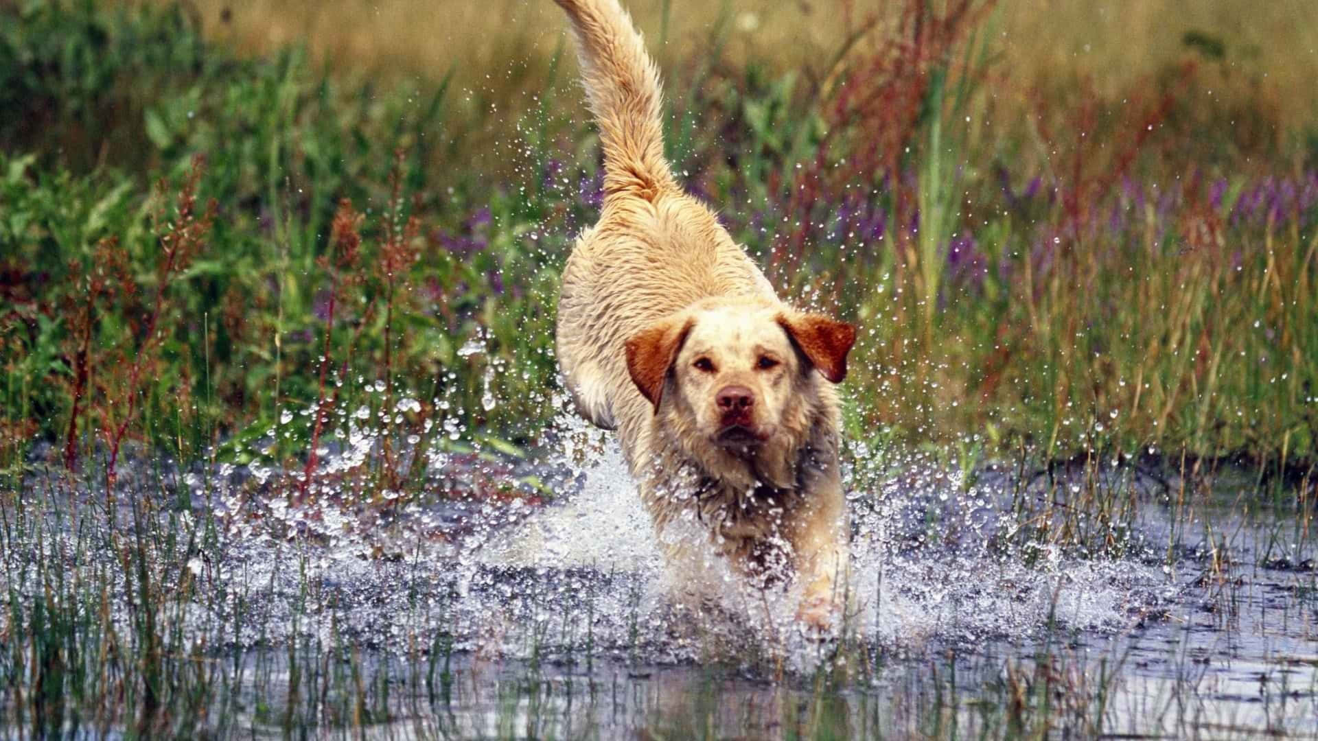 Yellow Labrador 桌布 壁紙 — 一隻金毛尋回犬衝過淺水，在高草和紫色野花間猛烈濺水。
