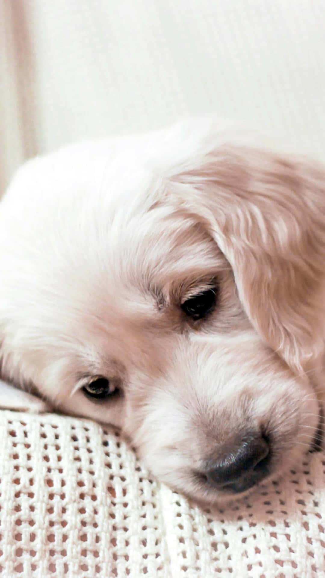 一隻金毛幼犬享受陽光下的美好時光。 壁紙 — 一隻毛茸茸的白色小狗，眼神柔和，將頭靠在米色針織毯上。