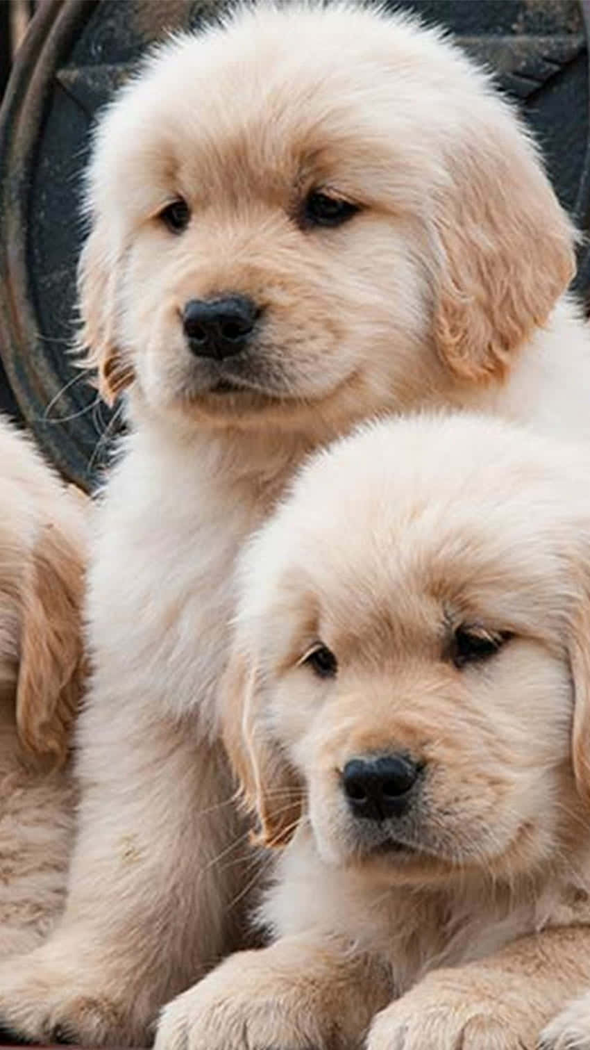 一隻金毛幼犬正在給擁抱和親吻 壁紙 — 兩隻毛茸茸的金毛尋回犬幼犬，擁有柔軟的奶油色毛髮，在深色圓形背景下溫柔地凝視著鏡頭。