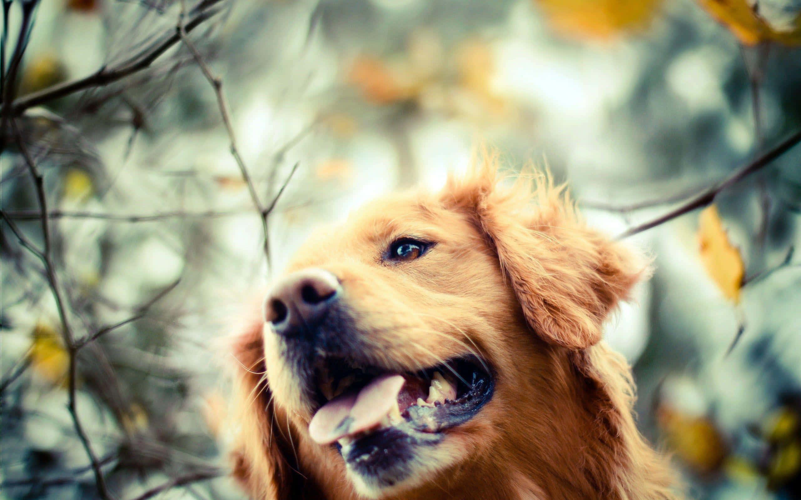 一隻金毛犬在陽光下微笑 壁紙 — 一隻金毛尋回犬帶著喜悅的表情，在模糊的秋枝和樹葉中向上看。