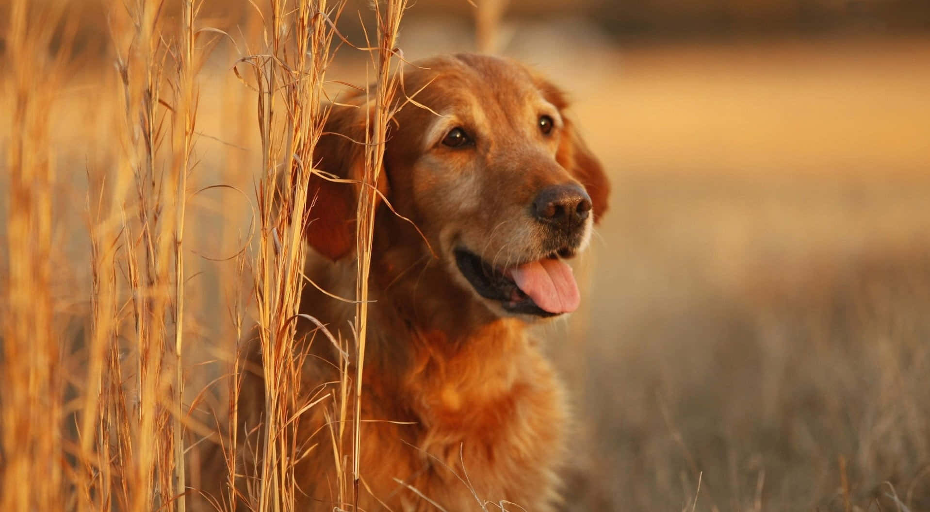 一隻金毛犬在陽光下悠閒享受 壁紙 — 一隻金毛尋回犬在溫暖的陽光下，從高高的金色草叢中探出頭來，開心地喘著氣。