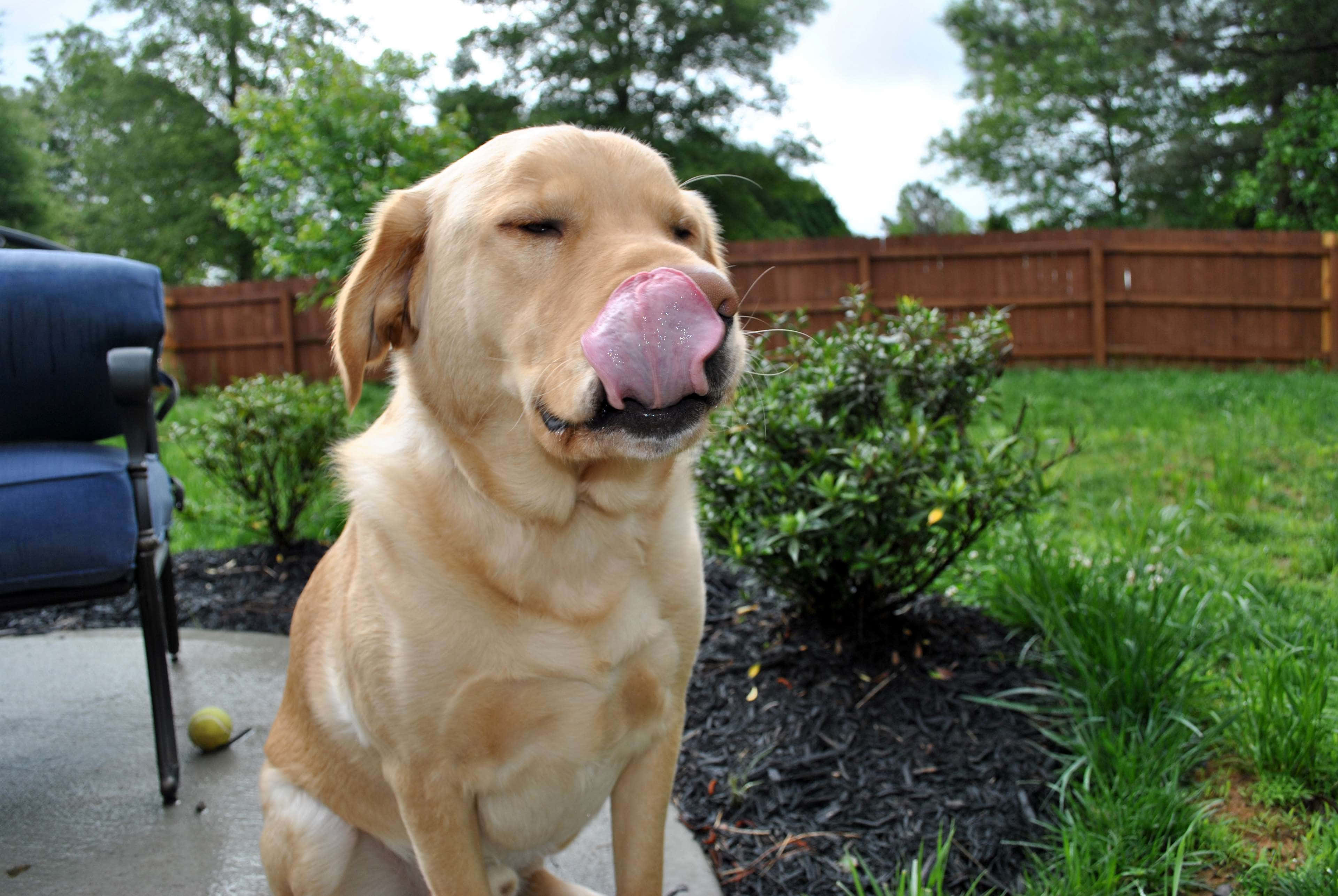 Yellow Labrador 桌布 壁紙 — 一隻金色拉布拉多坐在露台上舔鼻子，表情幸福，周圍是綠色植物和木柵欄。