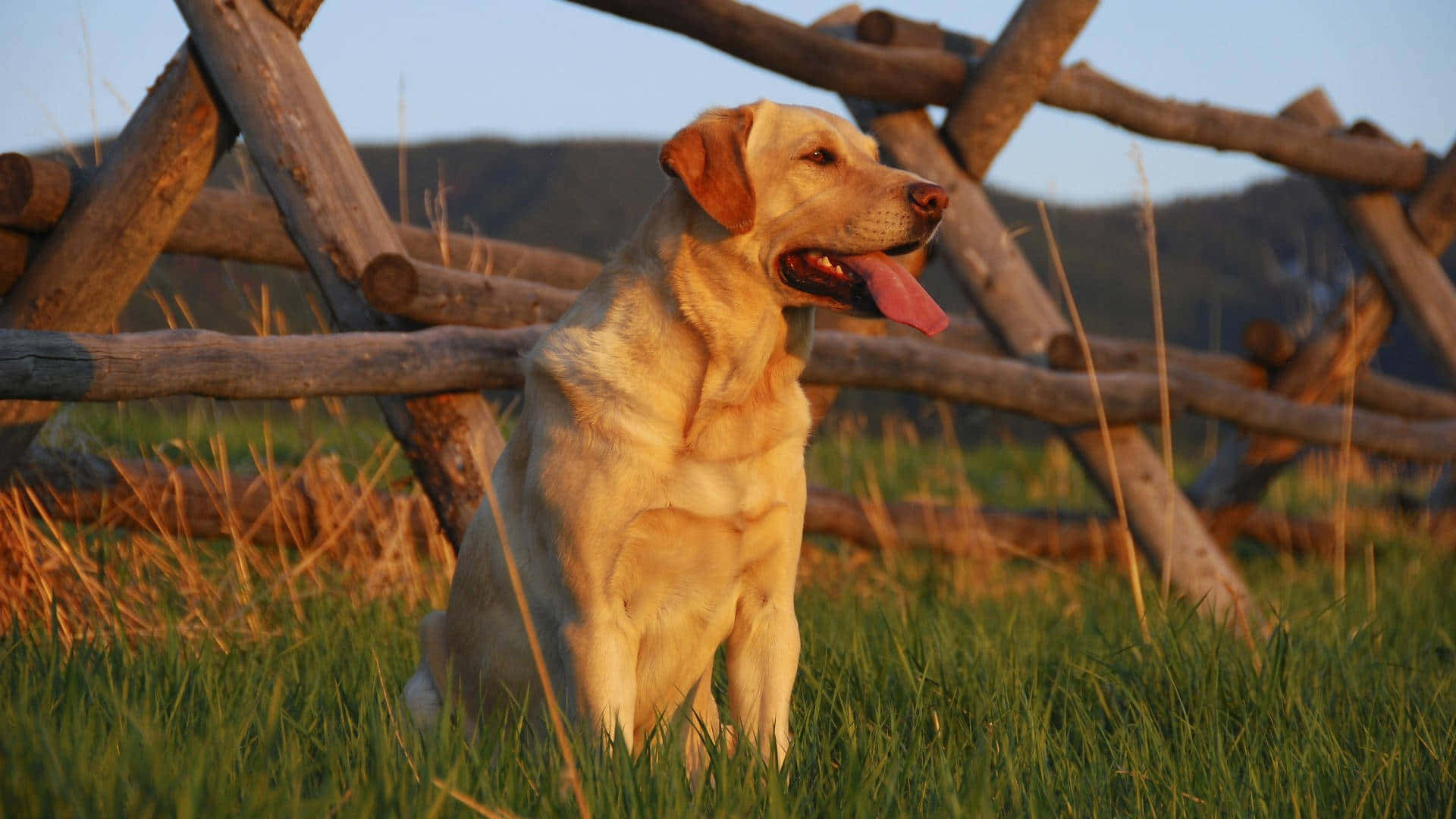 Yellow Labrador 桌布 壁紙 — 一隻金色拉布拉多坐在高草叢中，旁邊是質樸的木柵欄，正值黃金時刻。