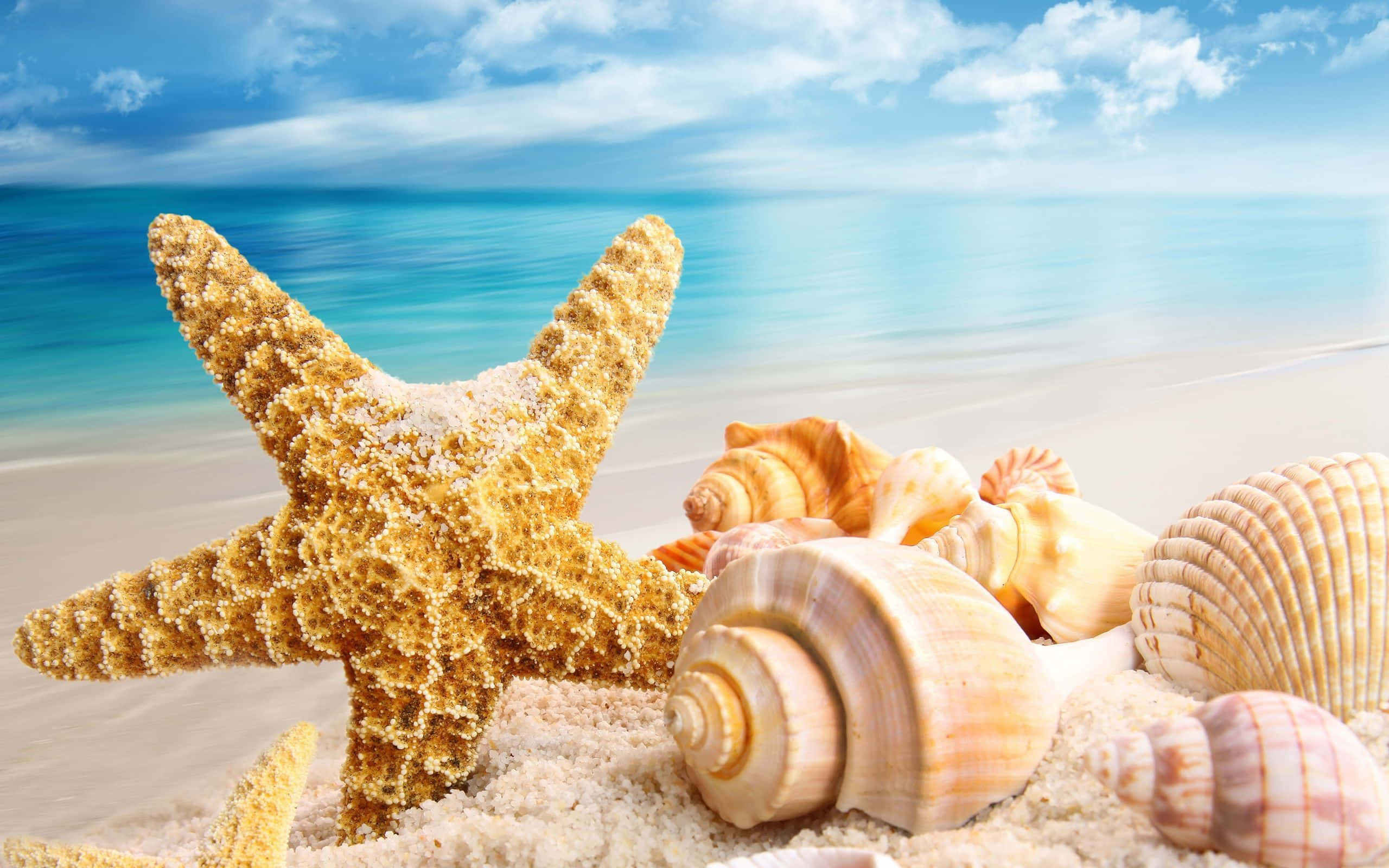 Seashell 桌布 壁紙 — 一隻金色海星和各種貝殼躺在陽光照耀的沙灘上，背景是藍綠色的海洋和藍天。
