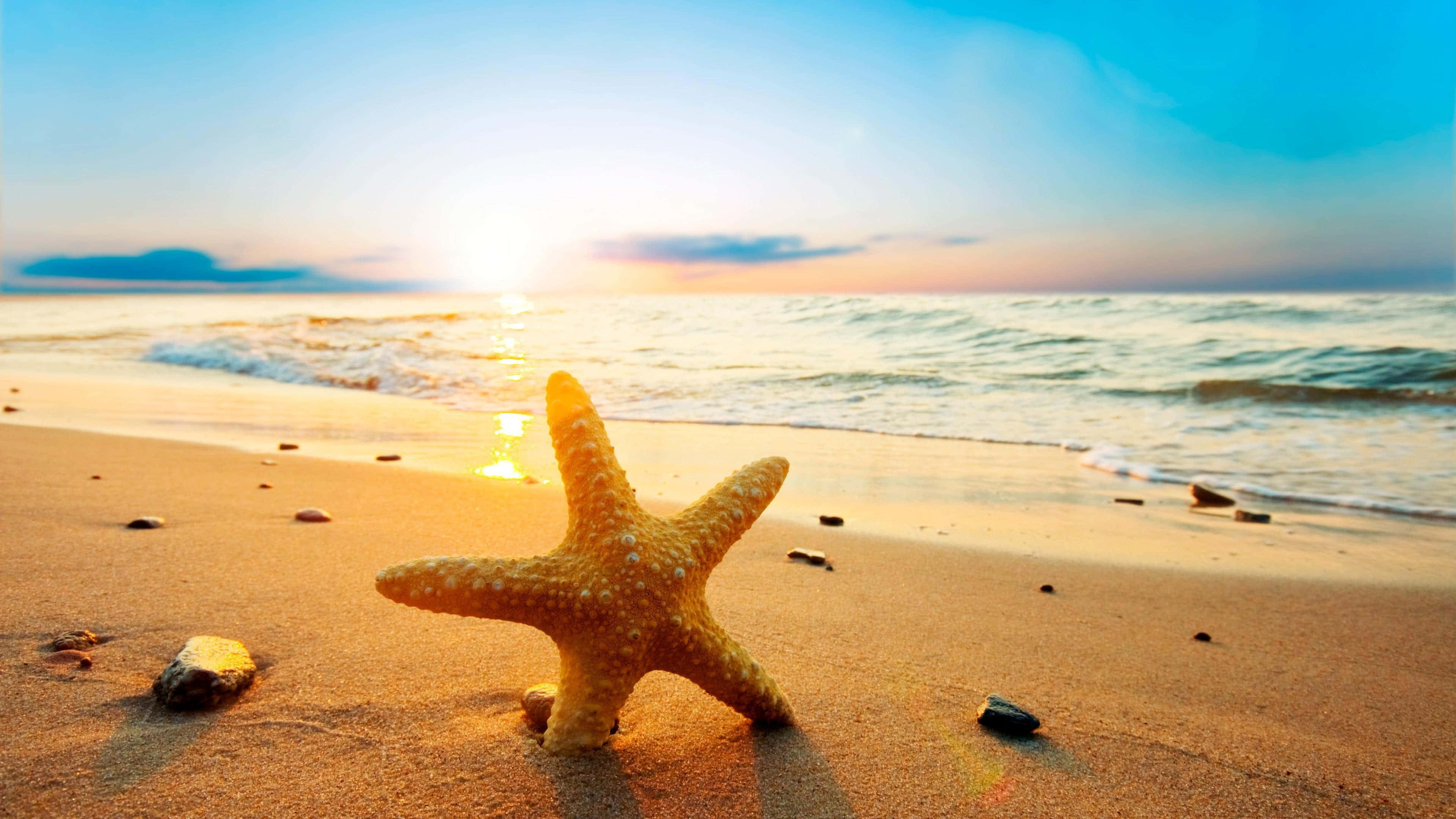 Seashore 桌布 壁紙 — 一隻金色海星躺在溫暖的沙灘上，柔和的海浪在溫柔的日落天空下緩緩湧來。
