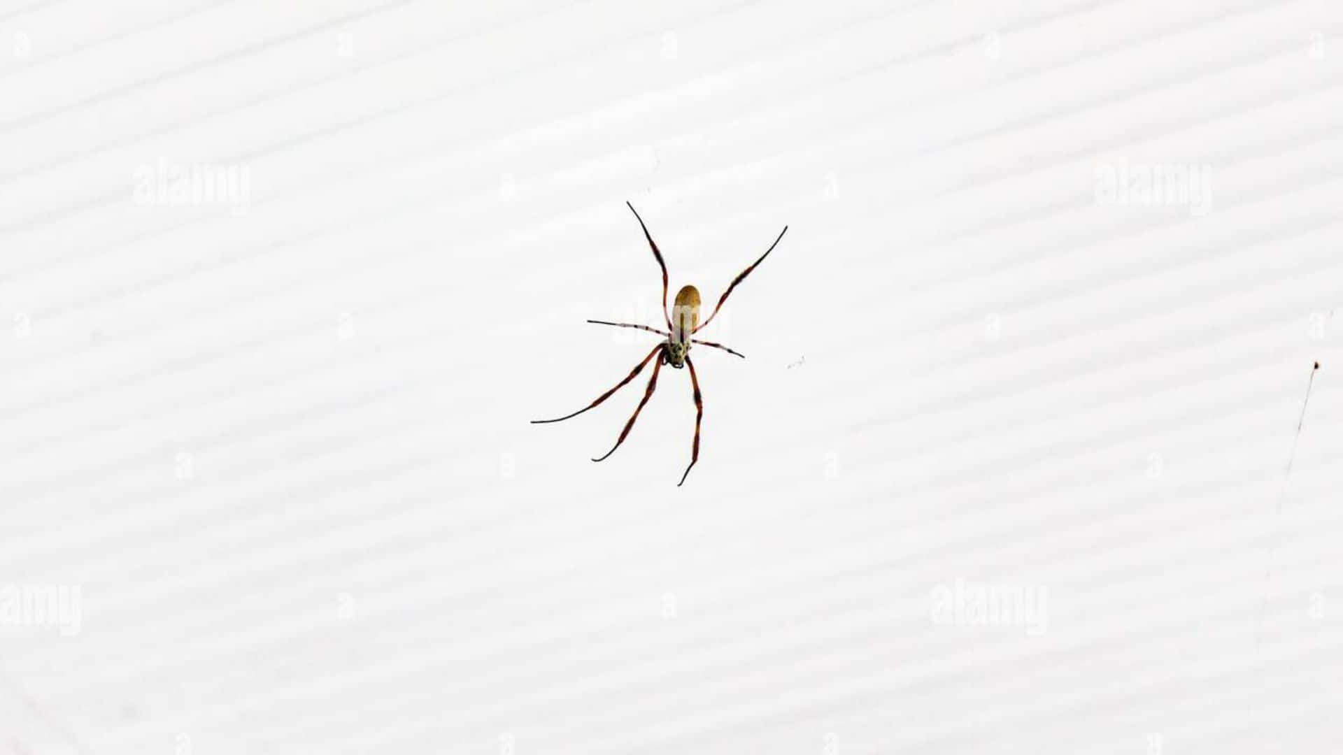 Brown Recluse Spider 桌布 壁紙 — 一隻金色絲織圓蛛懸掛在牠精緻的網中央，背景是明亮的白色波紋面。