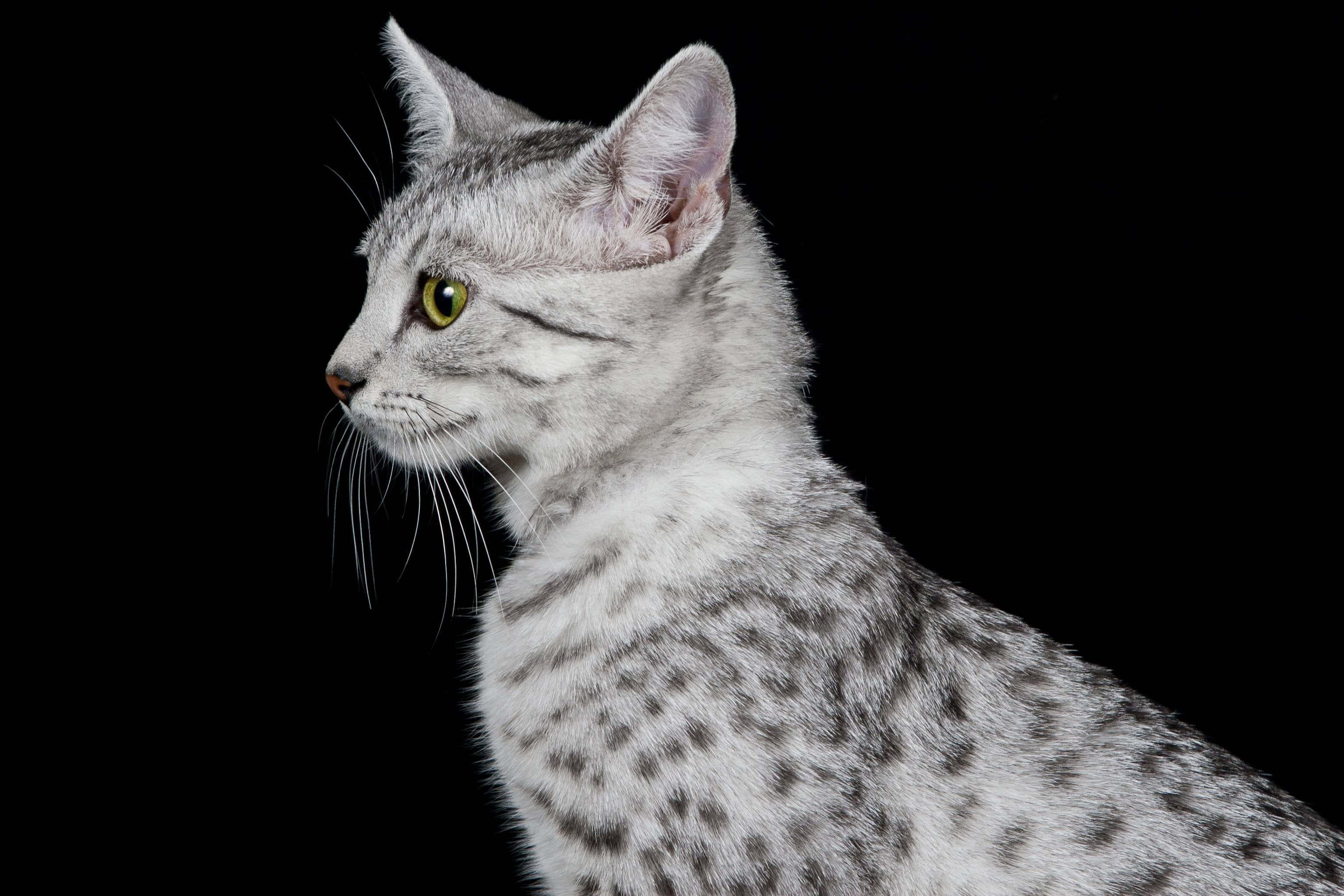 Egyptian Mau 桌布 壁紙 — 一隻銀色斑點貓，擁有引人注目的黃色眼睛，在純黑色背景上側視。
