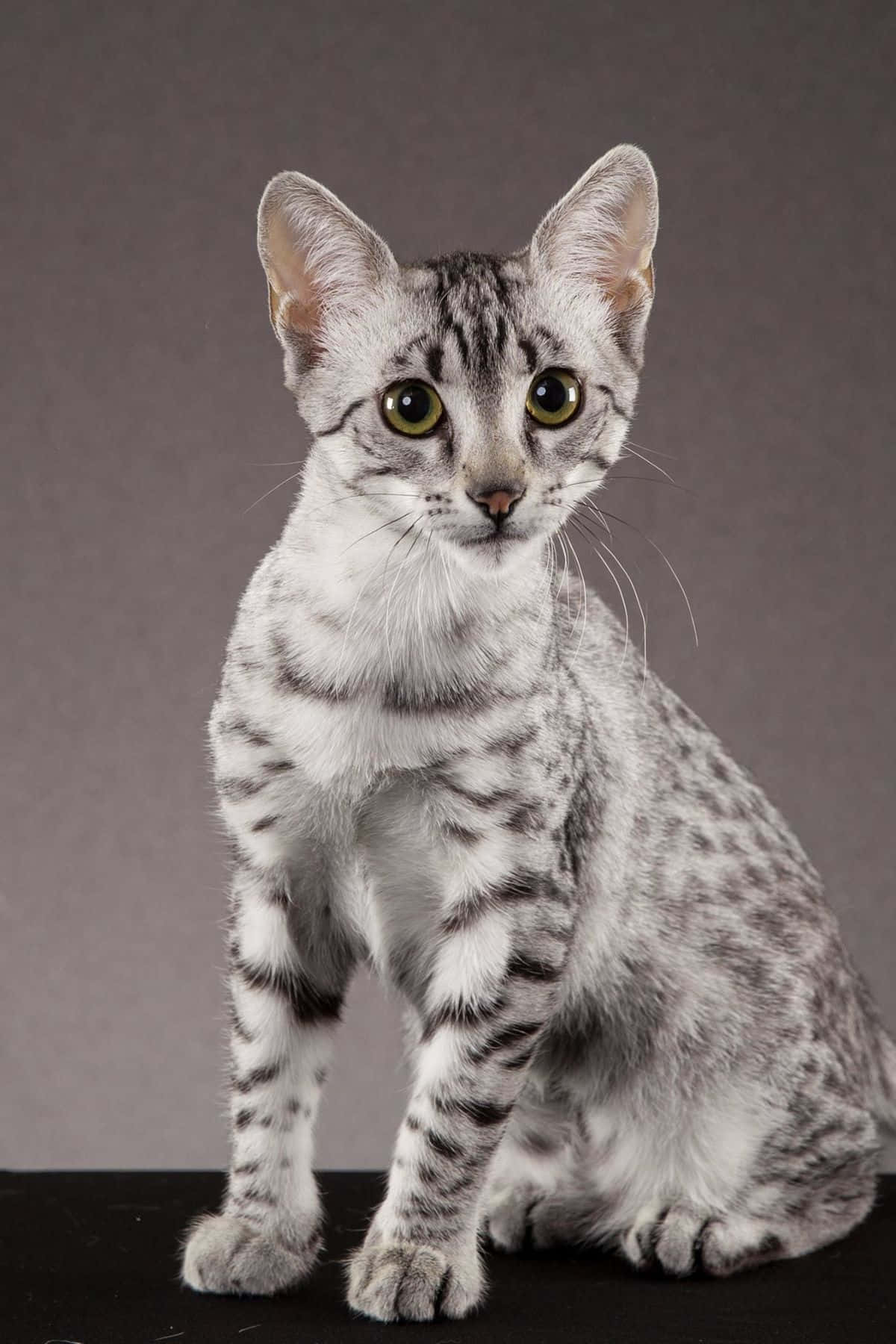 Egyptian Mau 桌布 壁紙 — 一隻銀色斑點貓咪，擁有引人注目的綠色眼睛，警覺地坐在黑色表面上，背景是柔和的灰色。
