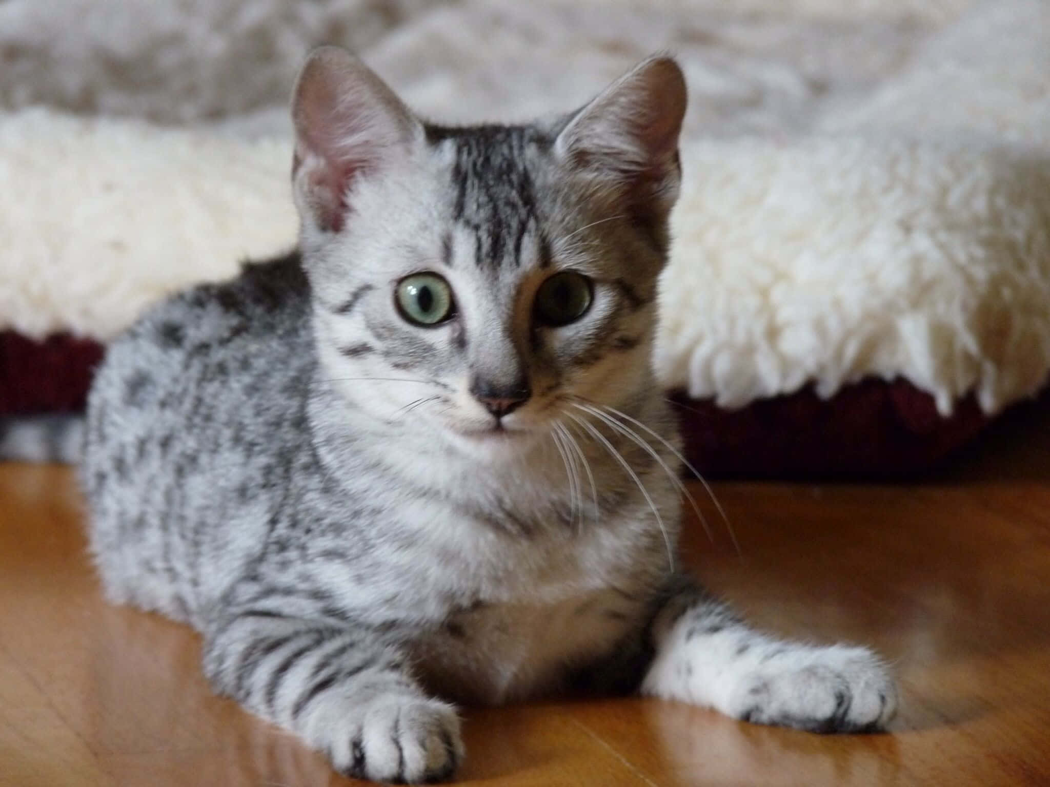 Egyptian Mau 桌布 壁紙 — 一隻銀色虎斑小貓，擁有引人注目的綠色眼睛，在木地板上休息，旁邊有一條蓬鬆的白色毯子。