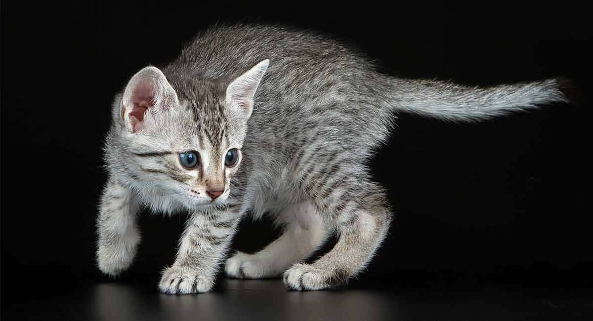Egyptian Mau 桌布 壁紙 — 一隻銀色虎斑小貓，有著引人注目的藍色眼睛，警覺地蹲伏在純黑色背景前。