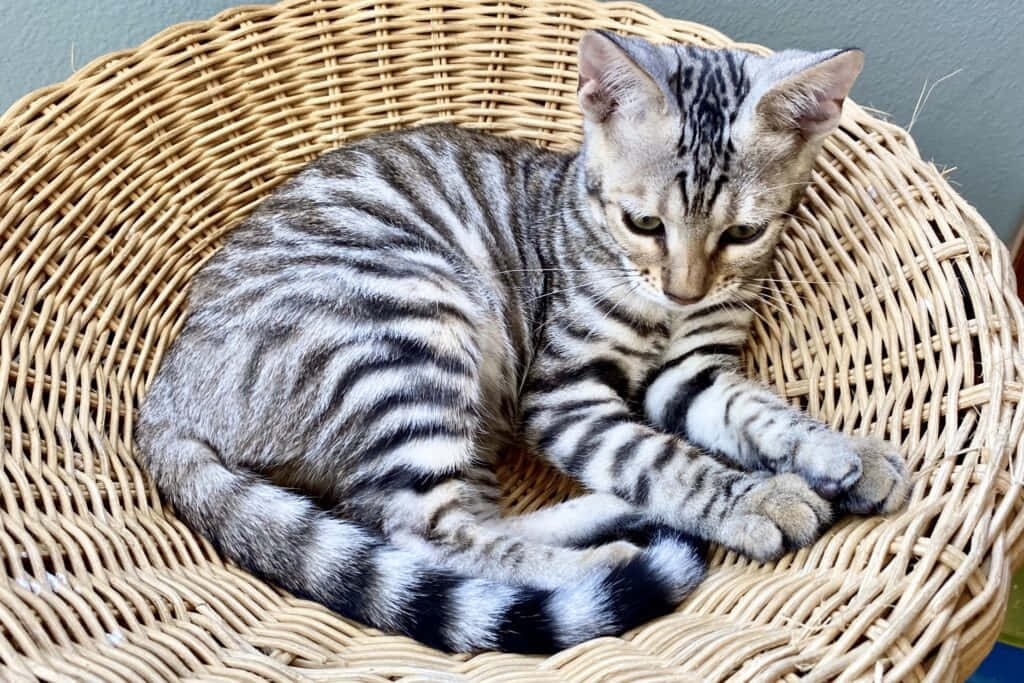 Toyger 桌布 壁紙 — 一隻銀色虎斑小貓咪，帶有醒目的黑色條紋，平靜地蜷縮在編織柳條籃子裡。