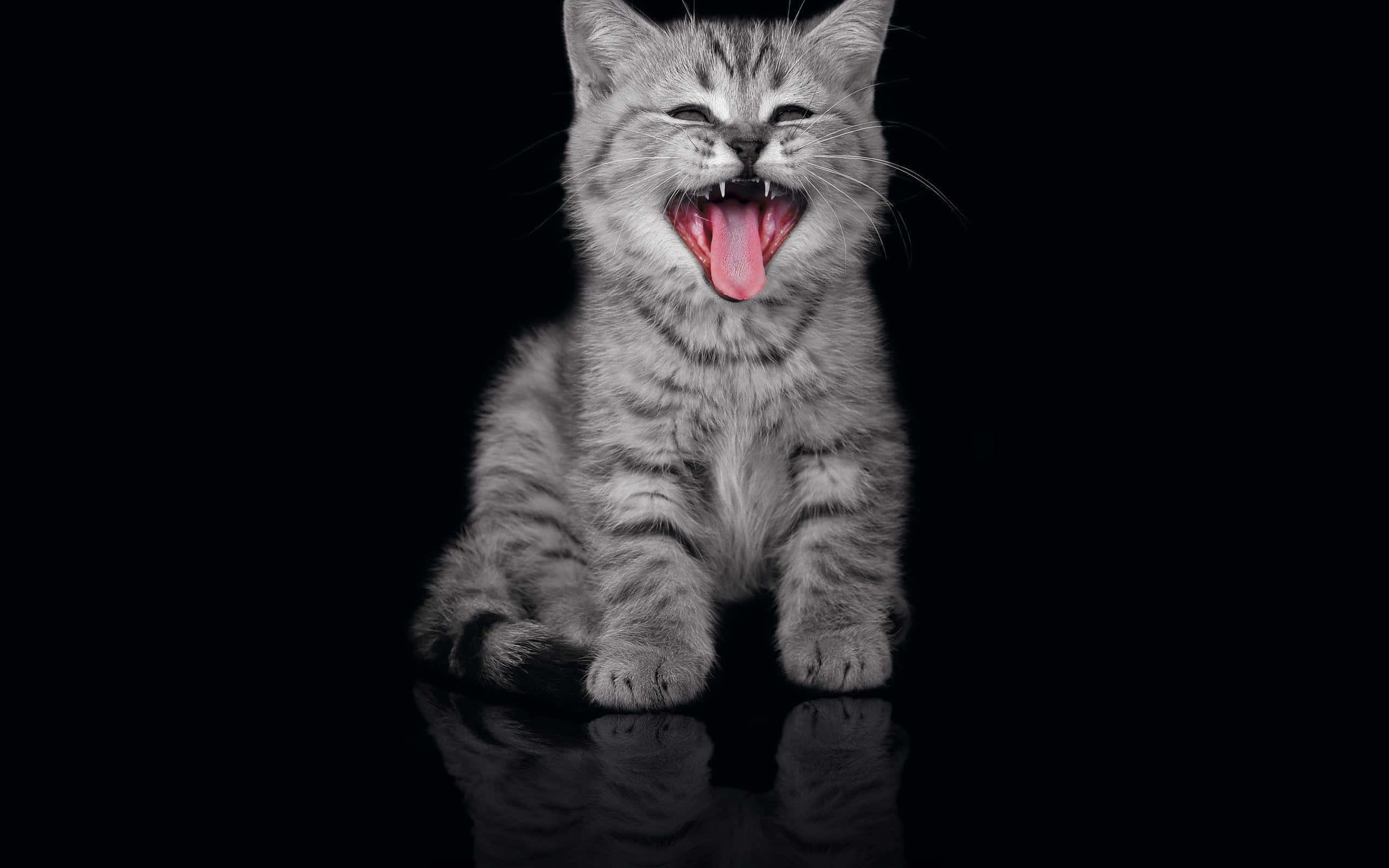Cool Cat 桌布 壁紙 — 一隻銀色虎斑小貓在純黑反光背景前張大嘴巴打呵欠，伸出舌頭。