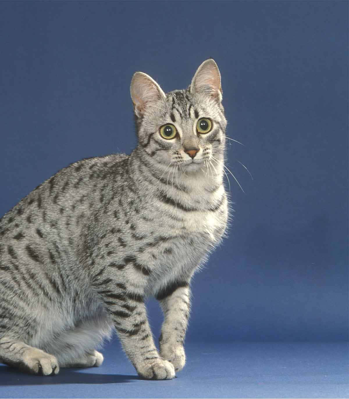 Egyptian Mau 桌布 壁紙 — 一隻銀色虎斑貓，擁有引人注目的綠色眼睛，端坐在純藍色攝影棚背景前。