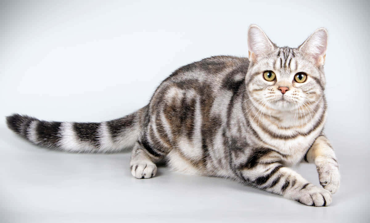 American Shorthair 桌布 壁紙 — 一隻銀色虎斑貓，擁有引人注目的綠色眼睛，優雅地躺在純白色工作室背景上。