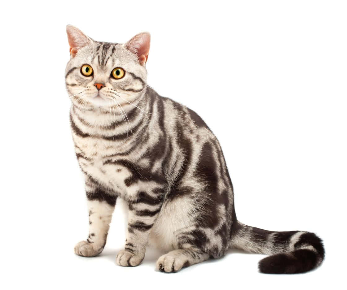American Shorthair 桌布 壁紙 — 一隻銀色虎斑貓，擁有引人注目的黃色眼睛，端坐在純白背景前。