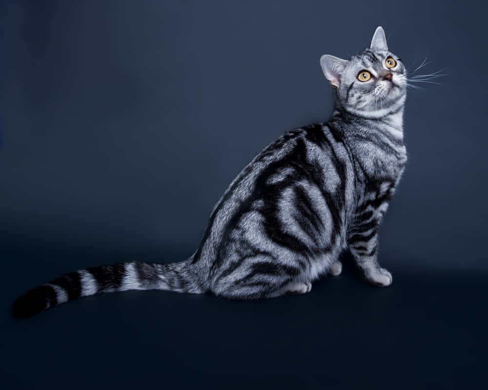 American Shorthair 桌布 壁紙 — 一隻銀色虎斑貓，擁有引人注目的黃色眼睛，警覺地坐在深藍色工作室背景前。