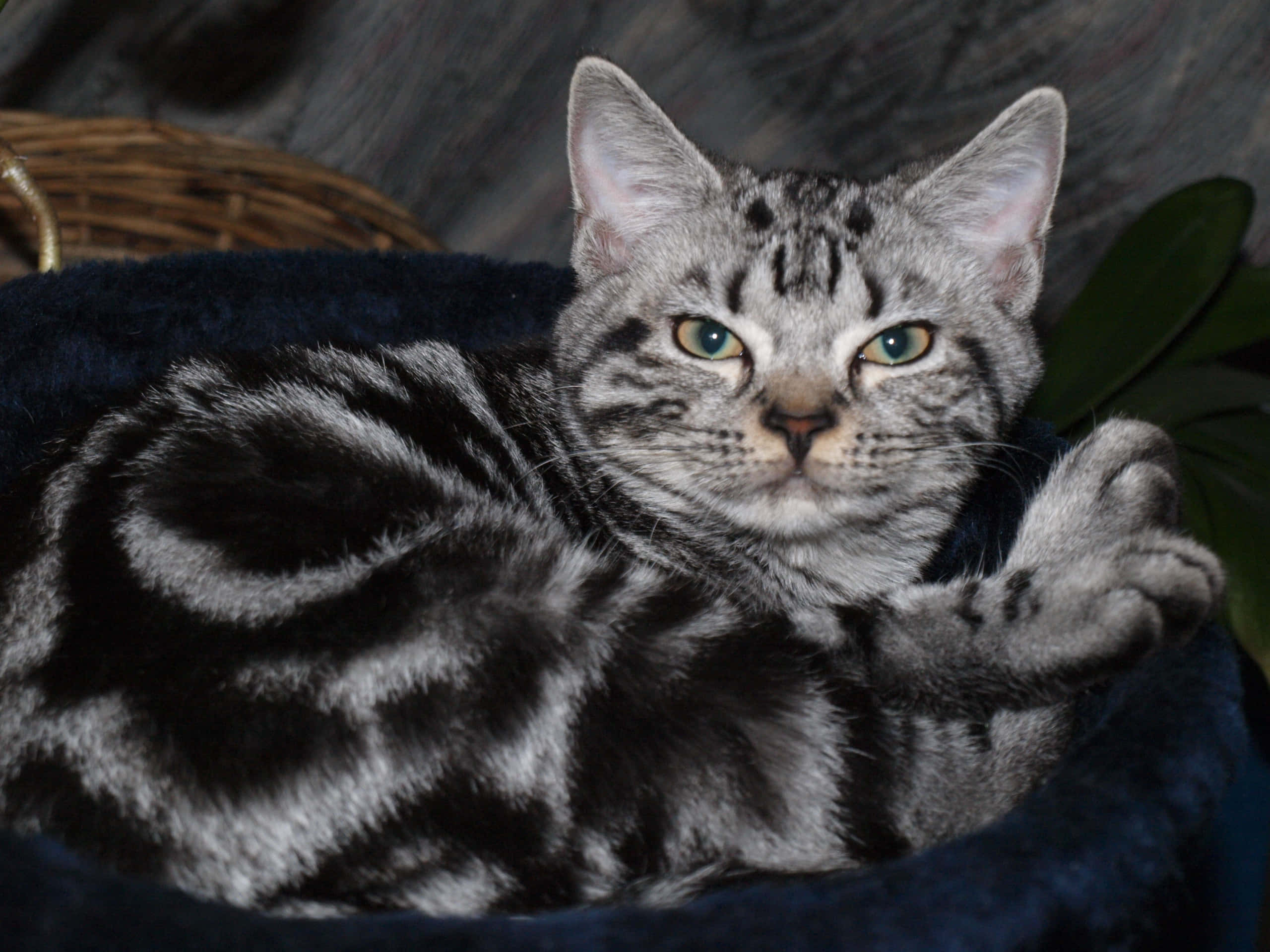 American Shorthair 桌布 壁紙 — 一隻銀色虎斑貓，有著引人注目的綠色眼睛，懶洋洋地躺在柔軟的藍色床上，一隻爪子抬起，姿勢放鬆。