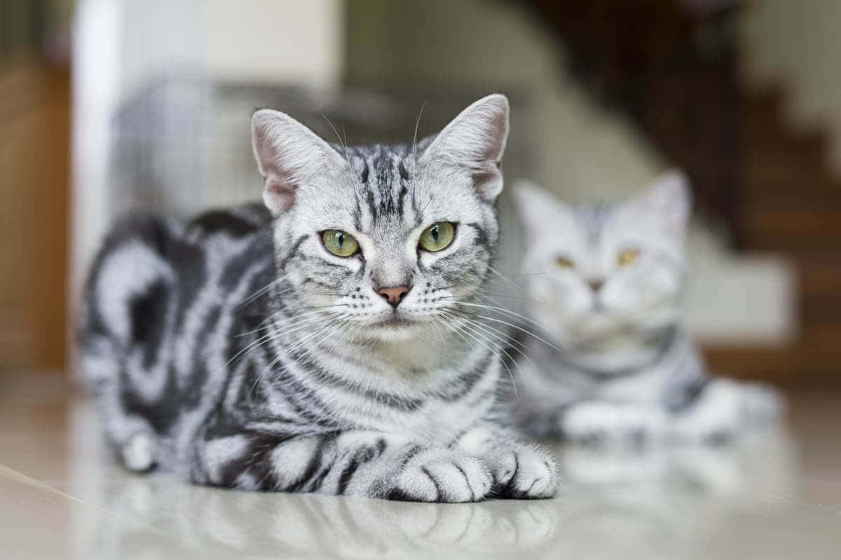 American Shorthair 桌布 壁紙 — 一隻銀色虎斑貓，有著引人注目的綠色眼睛，警覺地躺在光亮的瓷磚地板上，而另一隻貓在後方柔焦中輕輕休息。