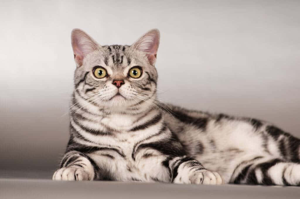 American Shorthair 桌布 壁紙 — 一隻銀色虎斑貓，有著引人注目的黃色眼睛，警覺而好奇地躺在柔和的灰色工作室背景前。