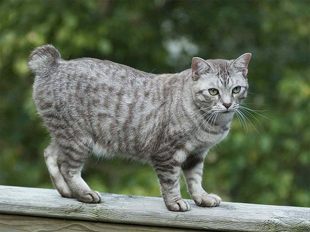American Bobtail 桌布 壁紙 — 一隻銀色虎斑貓，綠色眼睛，警覺地站在風化的木柵欄上，背景是模糊的綠色。